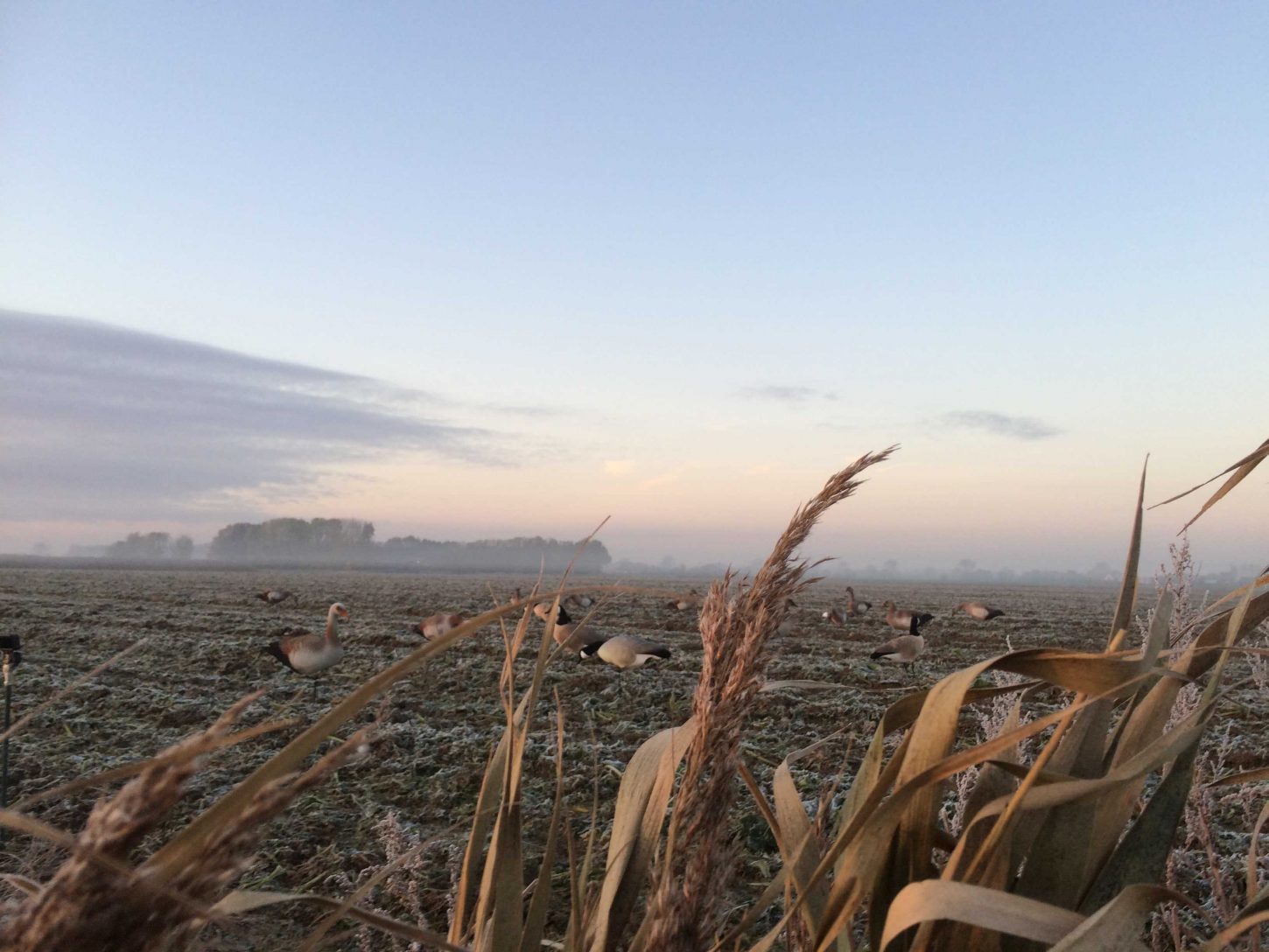 Realistische Kanadagans Lockgänse 6er Set Vollkörper Robust Windbeweglich Jagd Entenköder