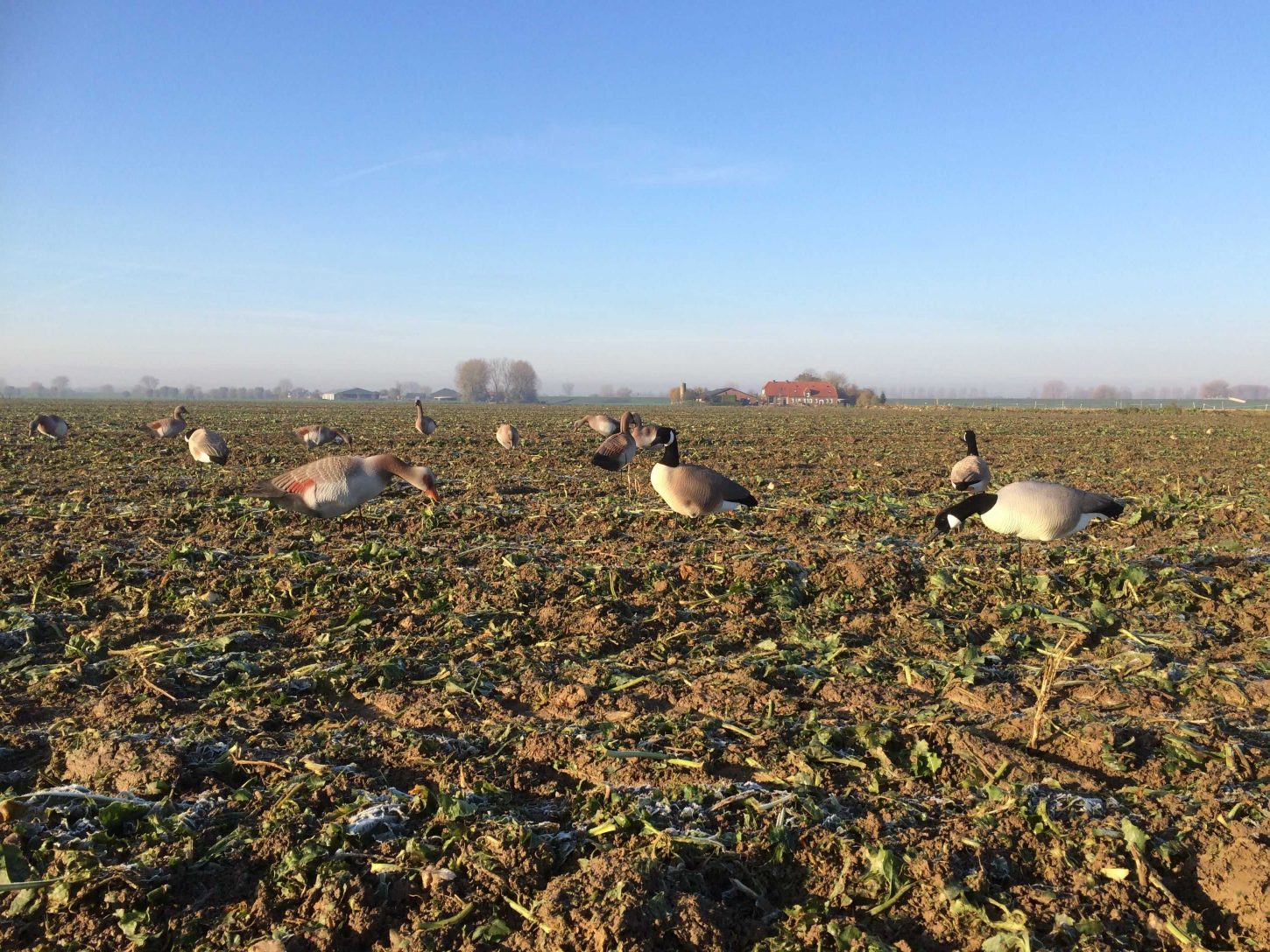 Premium Realistische Nilgans Lockgänse Harvester Pack 12 Stück Faltbar Leicht