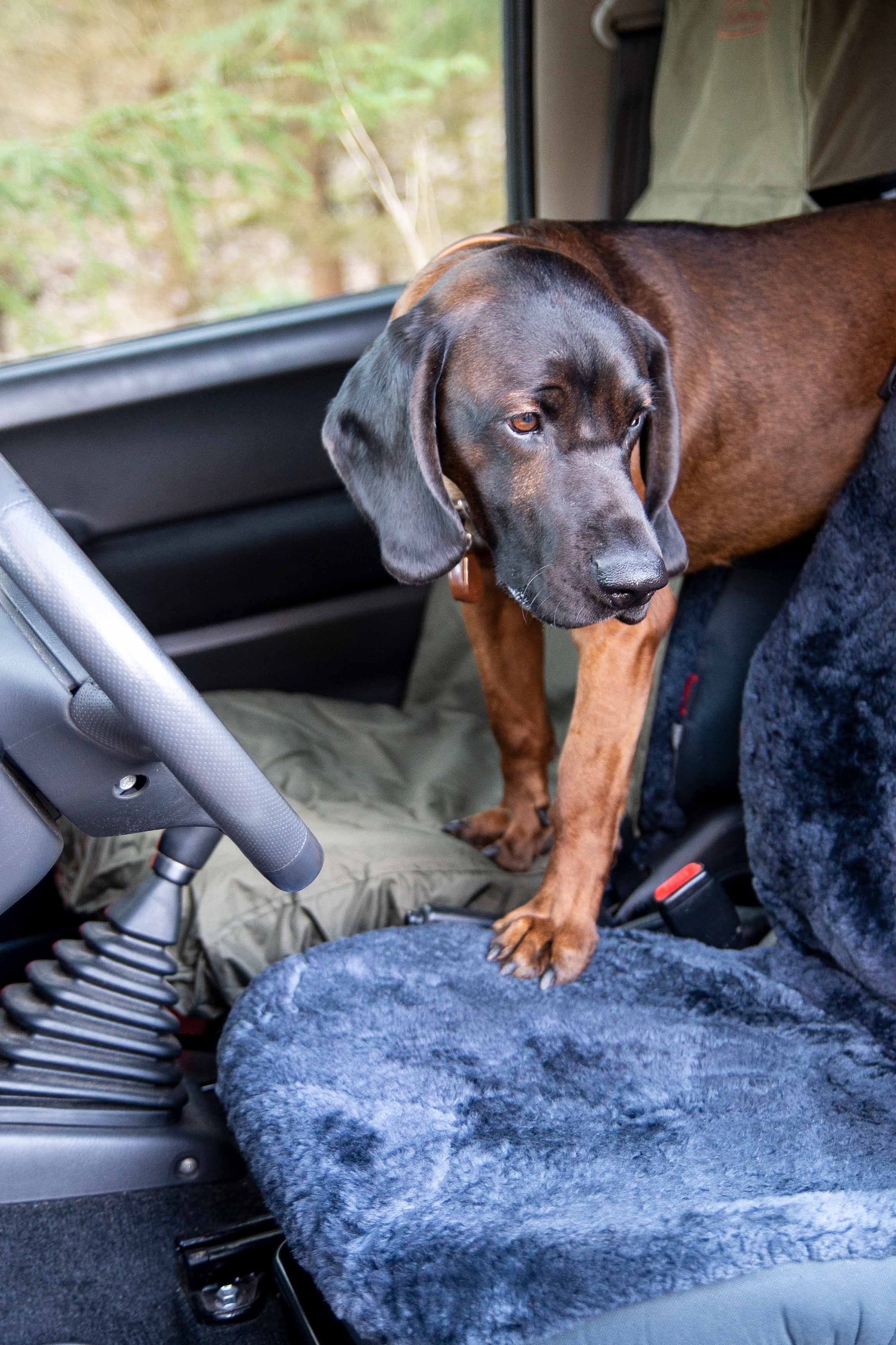 Robuster Autositz-Schonbezug Vordersitz Grün Universal für Jagd und Outdoor