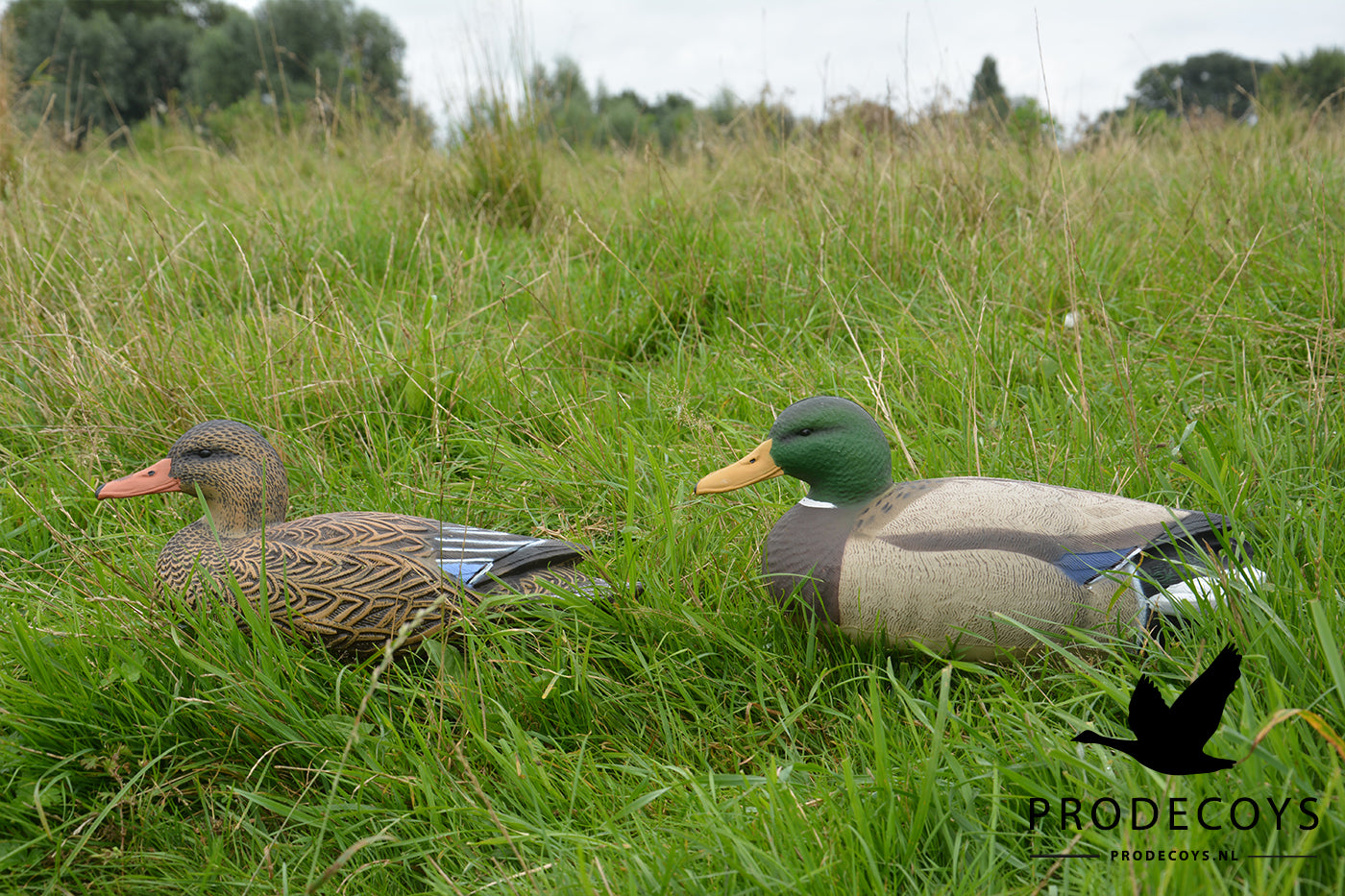 Realistische Vollkörper Schwimmenten Lockvögel Set 6 Stück für Entenjagd 41cm