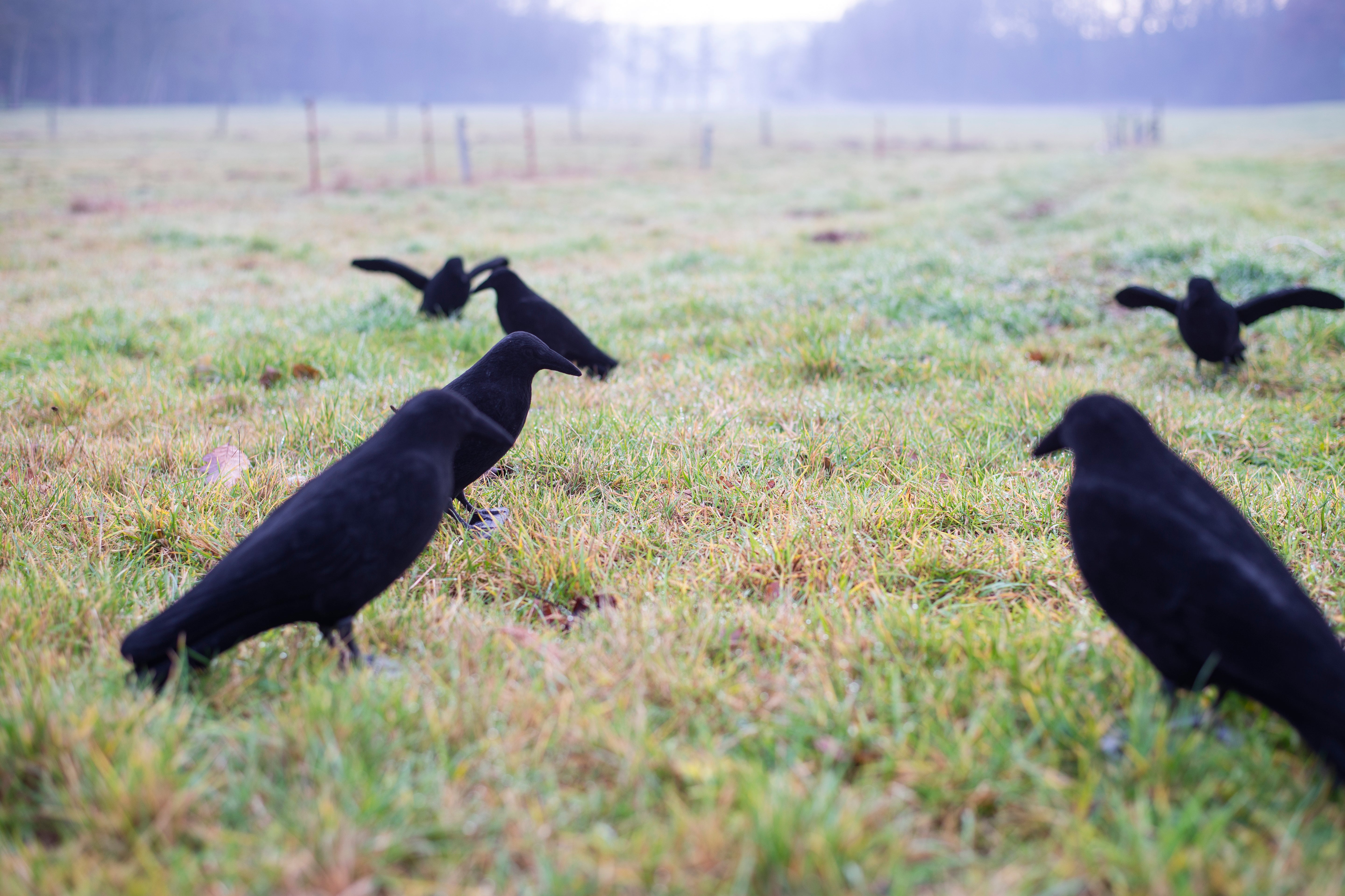 Beflockte Vollkörper Lockkrähe für die Jagd von EUROHUNT