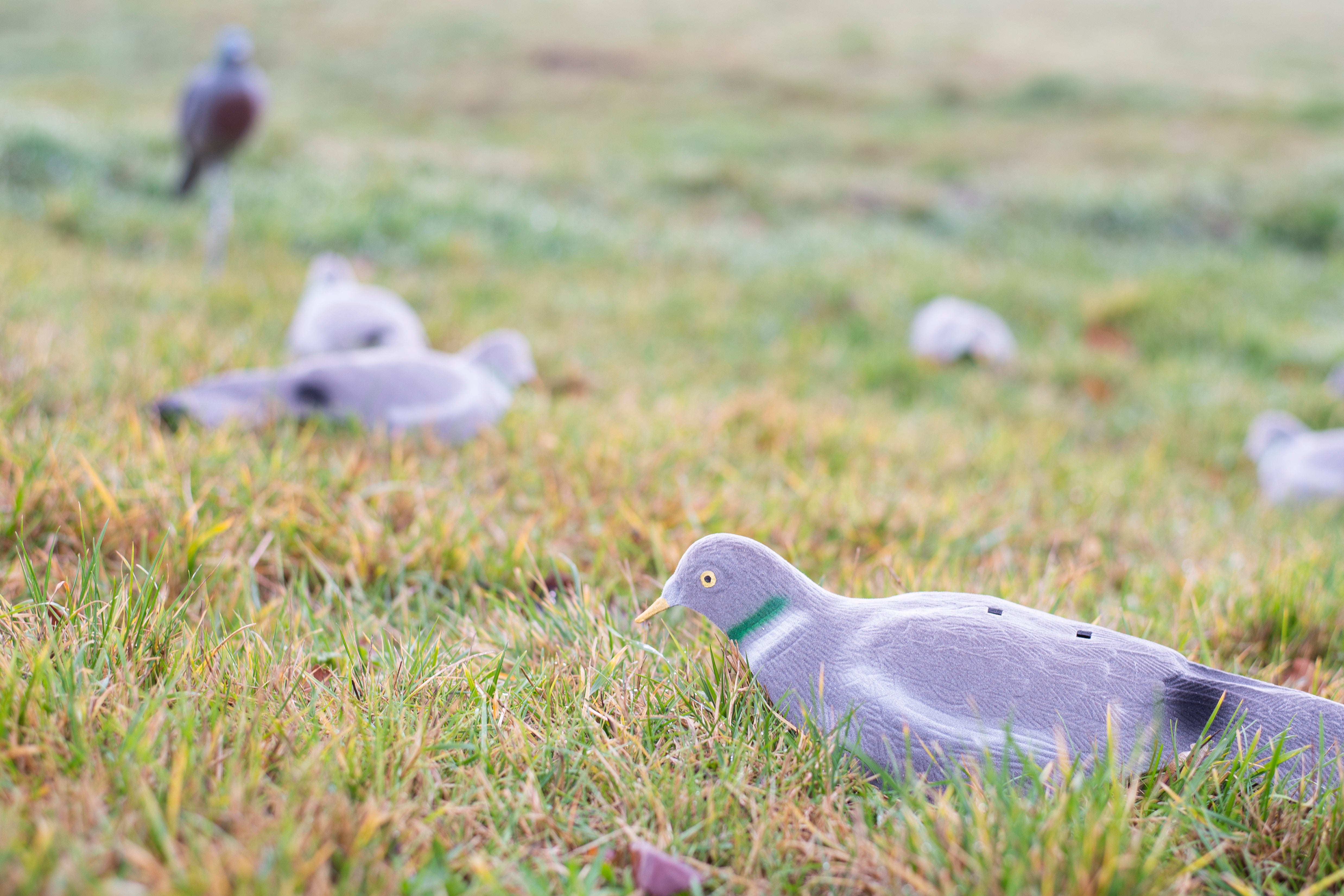 Beflockte Tauben-Halbschale für Lockjagd inkl. Erdspieß für realistische Bewegung