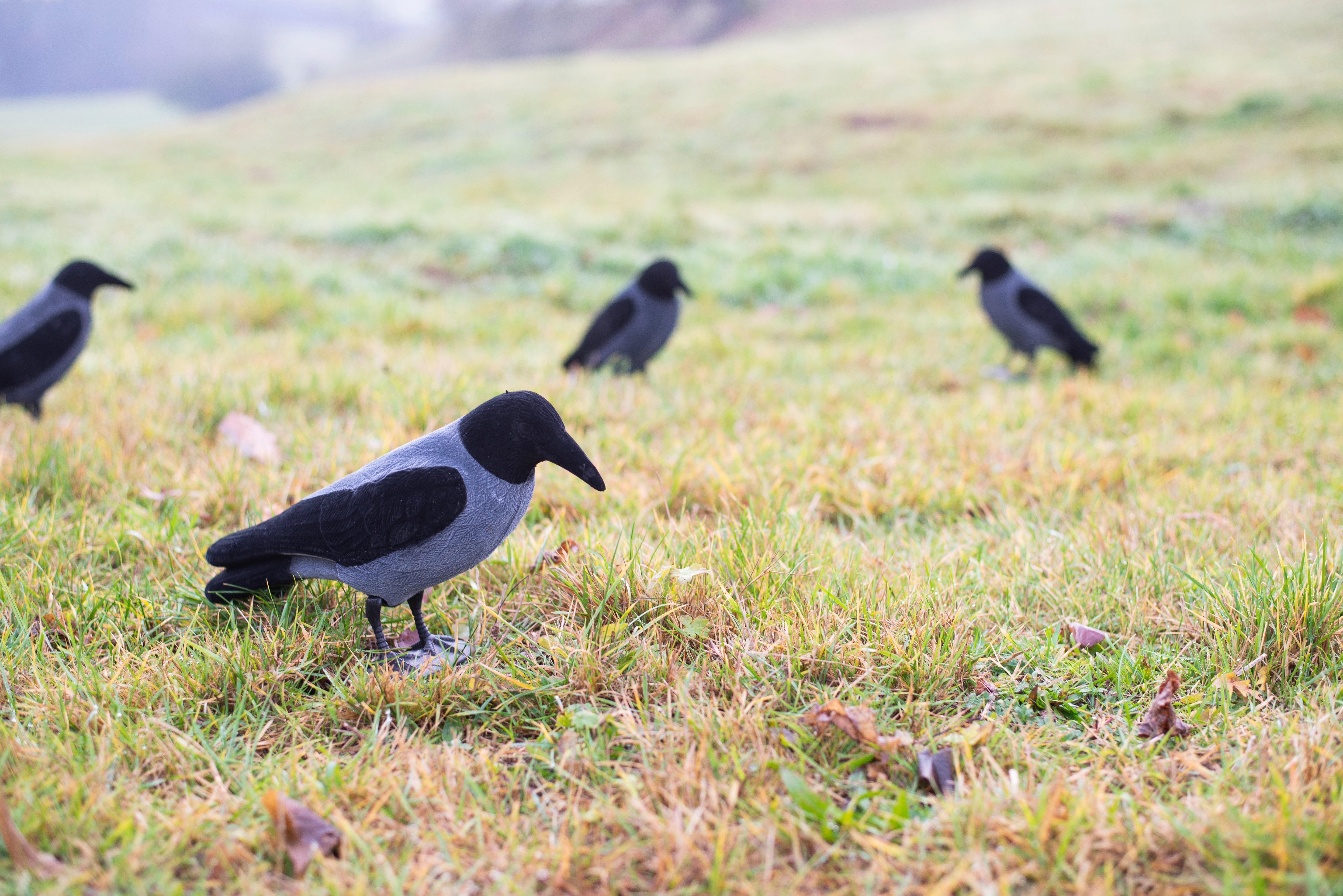 Beflockte Nebelkrähe Vollkörper Lockvogel inkl. Erdspieß und Fußständer