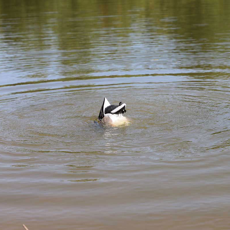 MOJO Mallard Machine UN3481 Hochwertiger Entenlocker für die erfolgreiche Lockjagd