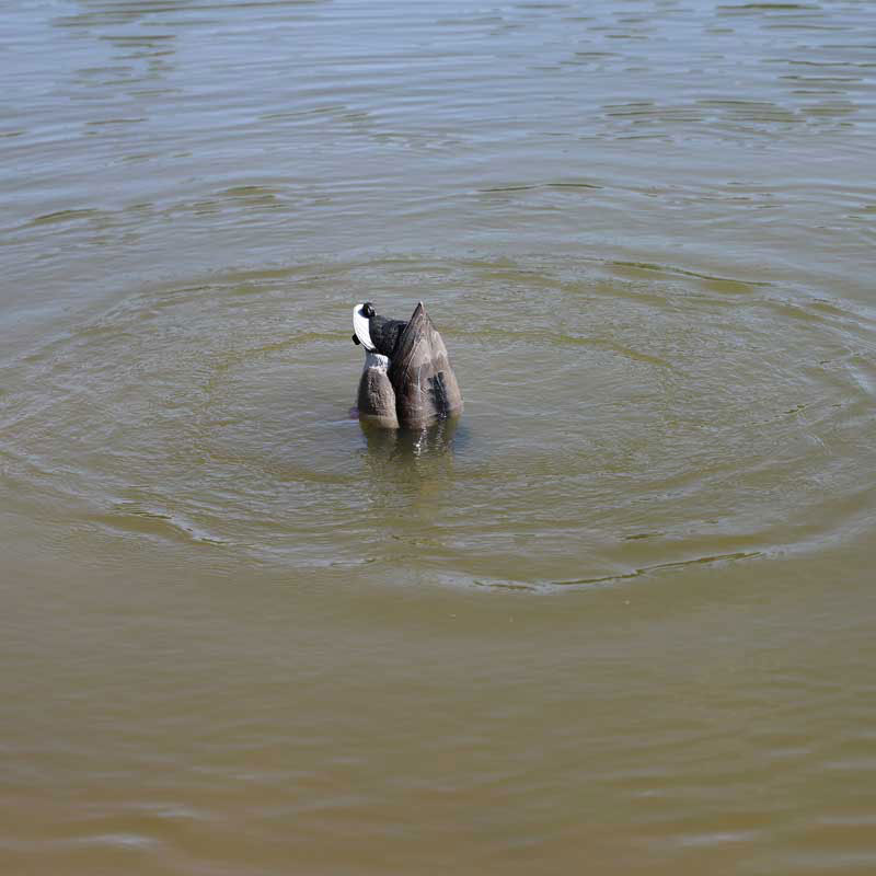 MOJO Mallard Machine UN3481 Hochwertiger Entenlocker für die erfolgreiche Lockjagd