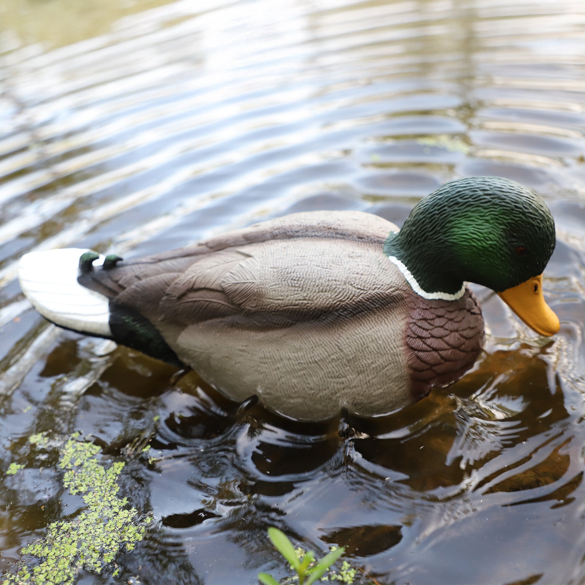 MOJO Rippler 2 Beweglicher Entenlocker für Realistische Wellen und Lockwirkung