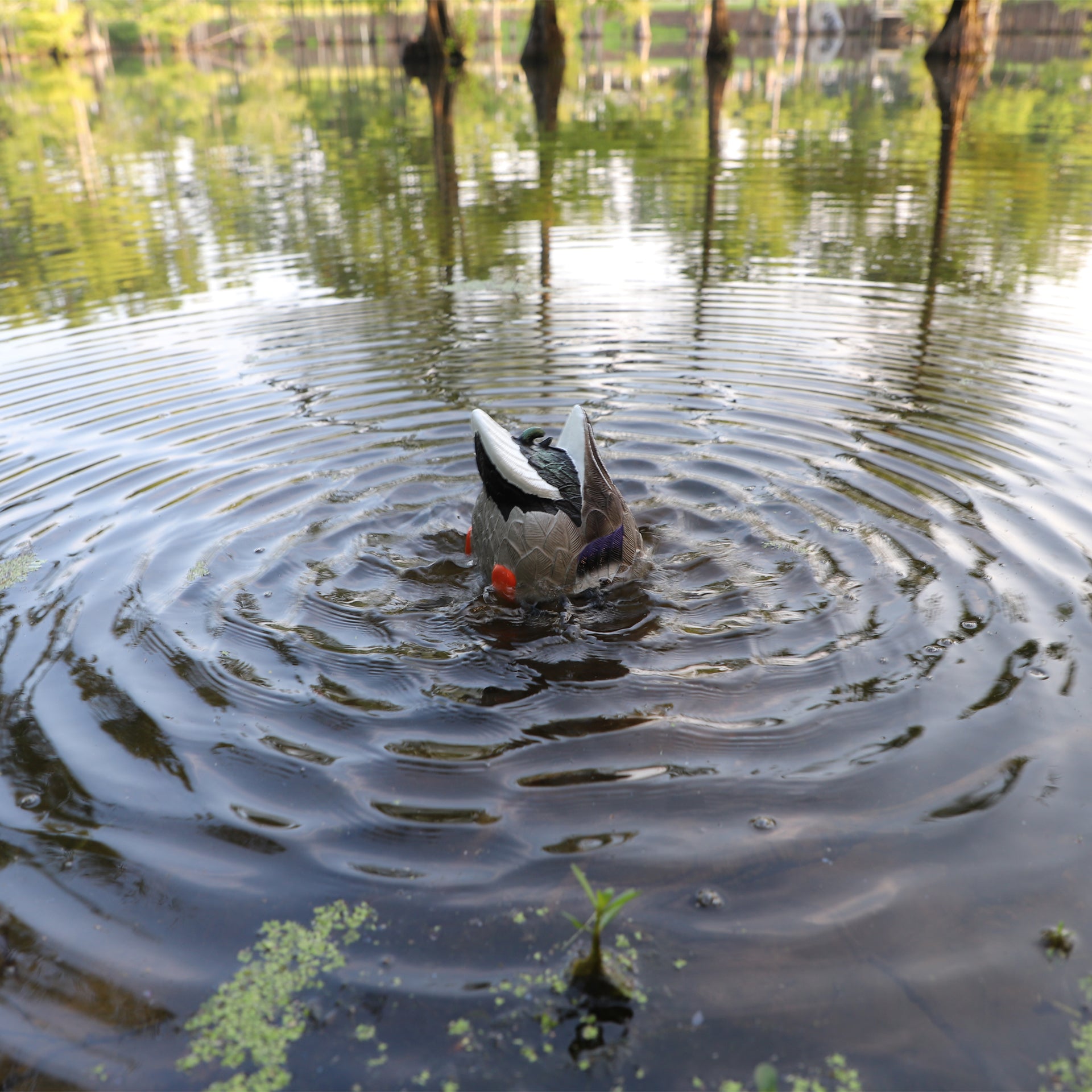 MOJO Butt-Up Rippler 2 Schwimmender Entenlocker für Realistische Wellenbewegung