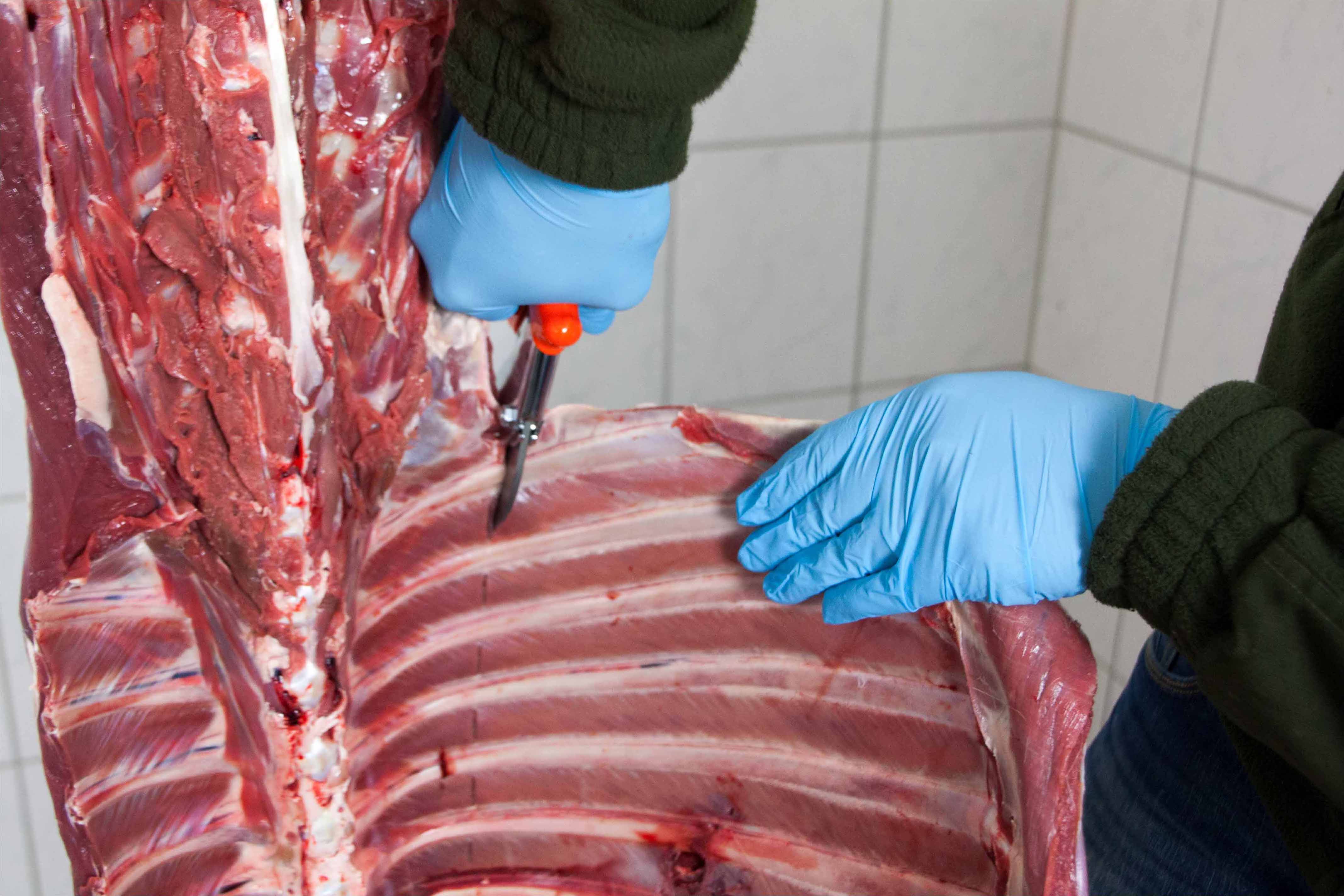 Profi LÖWE Jagdschere 21 cm für müheloses Aufbrechen und Zerwirken