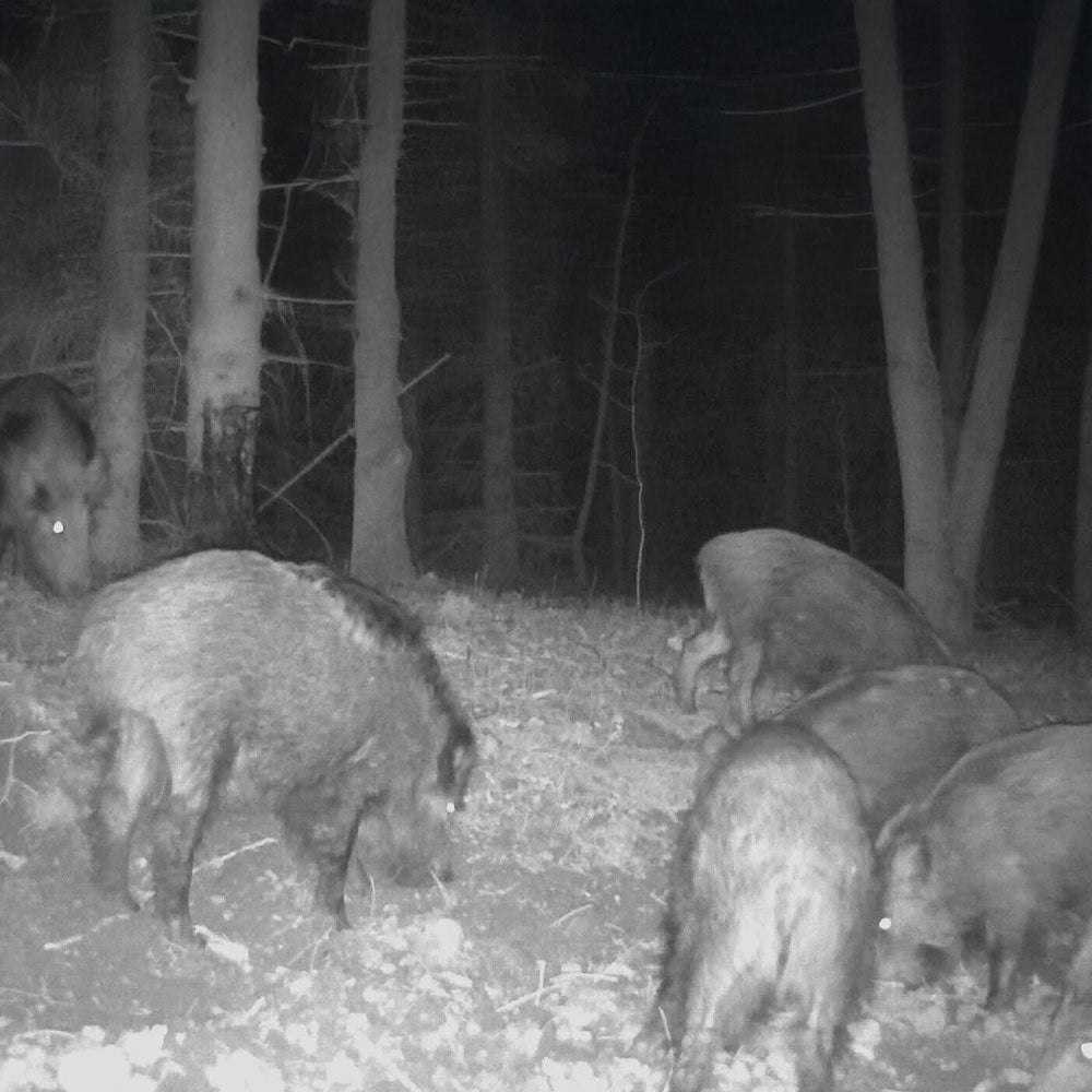 EUROHUNT Buchenholzteer 5L Lockmittel für Schwarzwild und Rotwild Rein