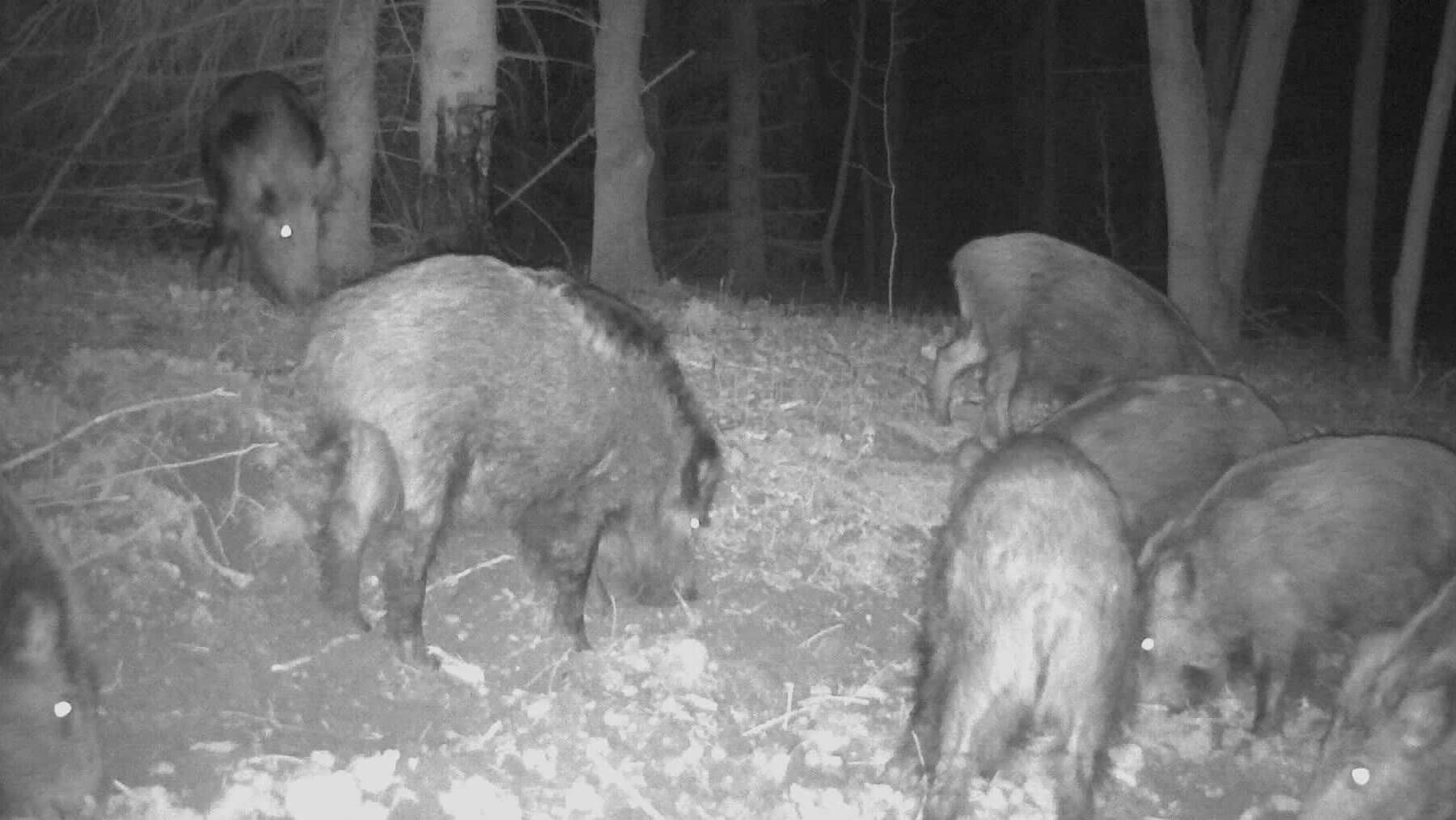 Eurohunt Buchenholzteer 310g Kartusche für Schwarzwild und Rotwild