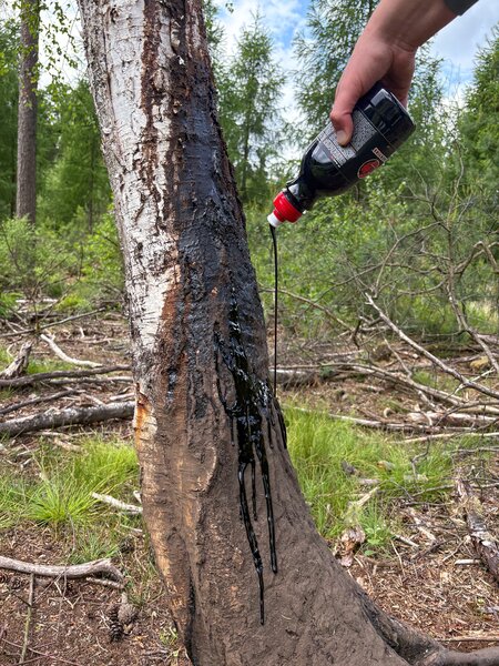 Black Fire Buchenholzteer Tar 6er-Pack: Effektiver, langanhaltender Wildschwein-Lockstoff für Jagderfolg