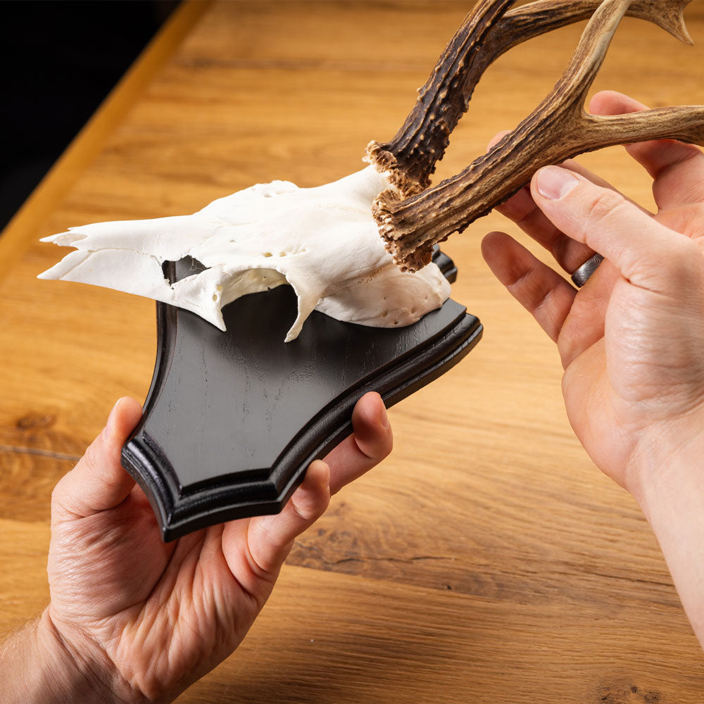 EUROHUNT Metall Gehörnklammern für Rehwild Trophäenmontage Set 5 Stück