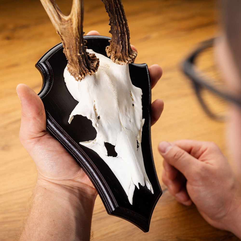 EUROHUNT Metall Gehörnklammern für Rehwild Trophäenmontage Set 5 Stück