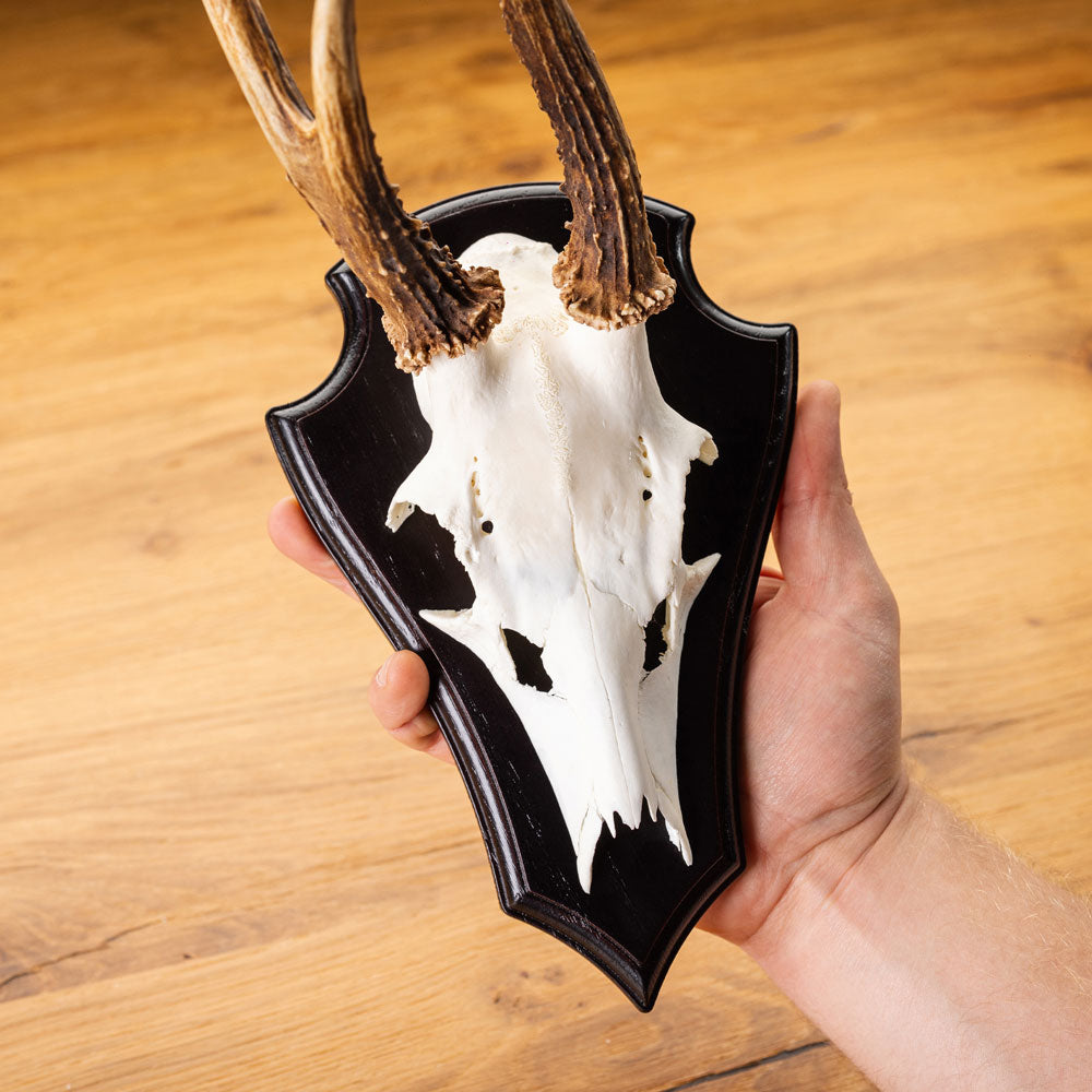 EUROHUNT Metall Gehörnklammern für Rehwild Trophäenmontage Set 5 Stück