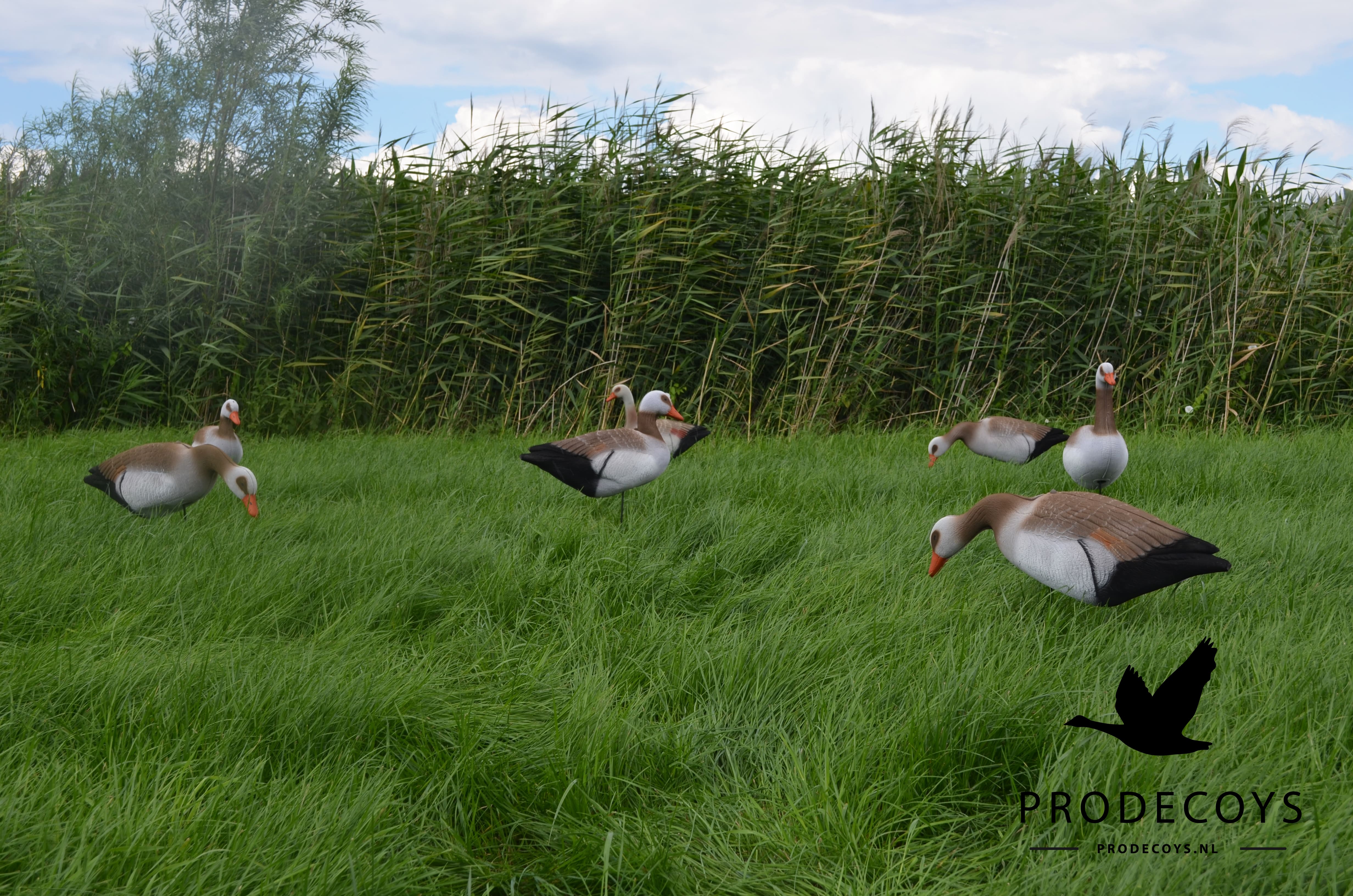 Premium Realistische Nilgans Lockgänse Harvester Pack 12 Stück Faltbar Leicht