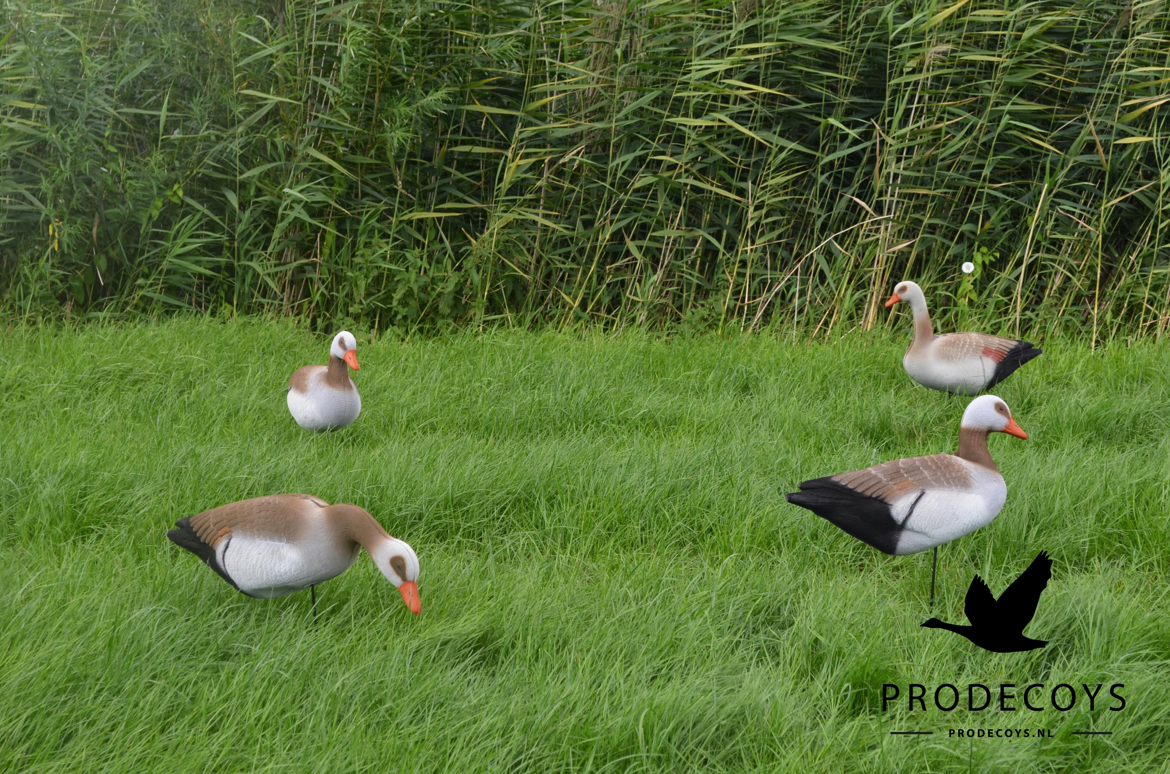Premium Realistische Nilgans Lockgänse Harvester Pack 12 Stück Faltbar Leicht