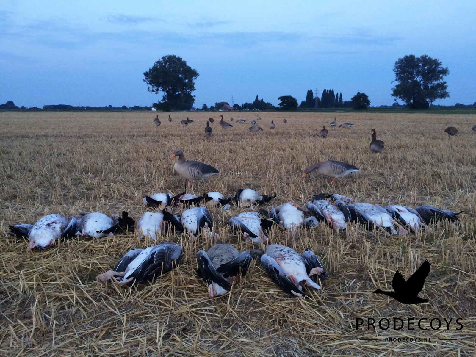 Realistisches Graugans Lockgänse Set – 6 Stück für Erfolgreiche Gänsejagd