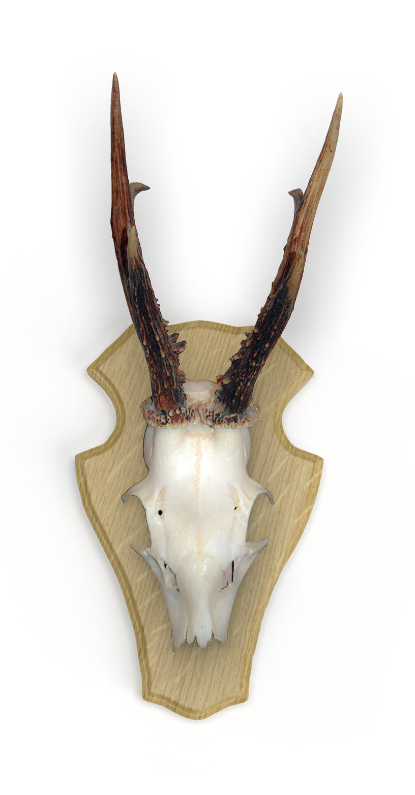 Edles Rehbockbrett Eiche hell 19x12 cm 10er Set mit Klammern