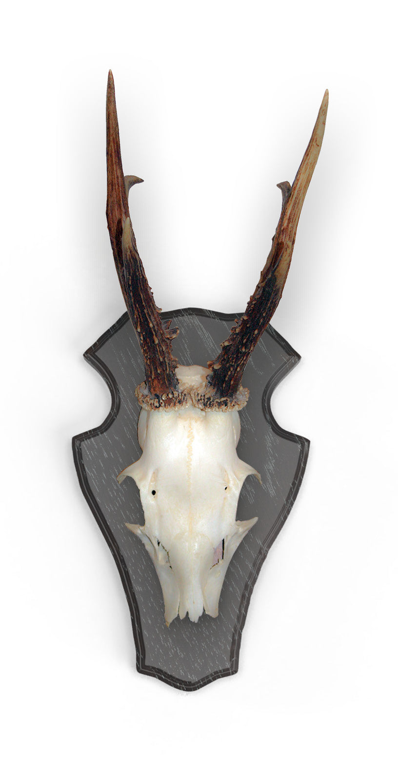 Edles Rehbockbrett Eiche dunkel 22x13 cm 10er Set mit Klammern