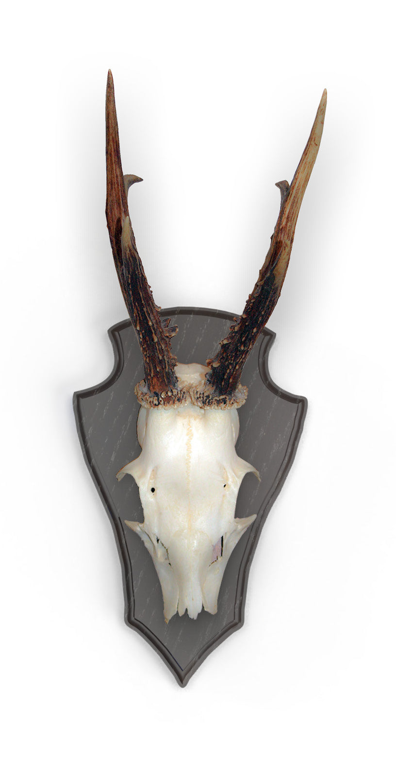 Rehbockbrett Eiche hell 19x12cm Trophäenschild 10er Set mit Klammern