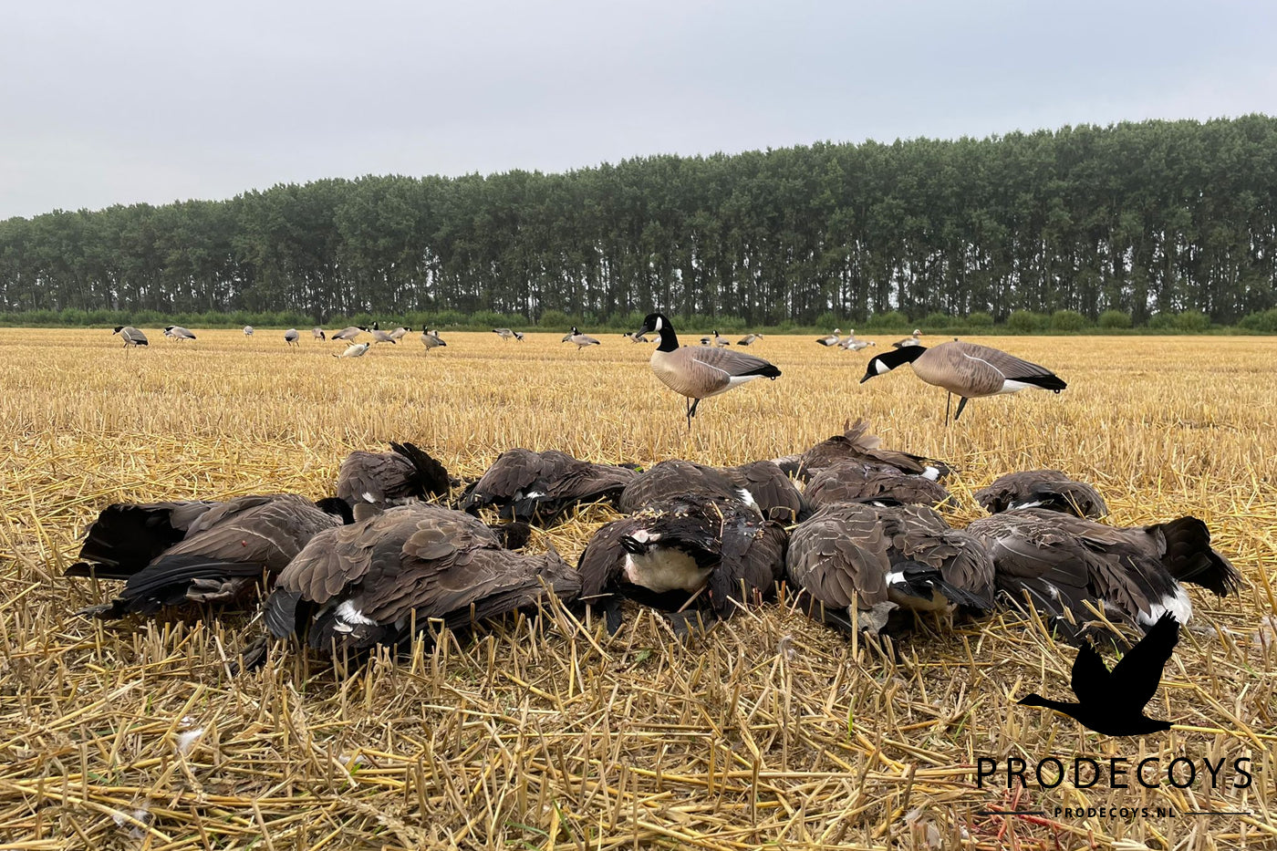 Realistische Kanadagans Lockgänse 6er Set Vollkörper Robust Windbeweglich Jagd Entenköder