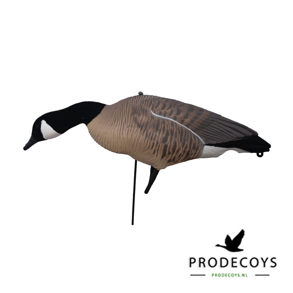 Realistische Kanadagans Lockgänse Vollkörper Set – 12 Stück für erfolgreiche Jagd