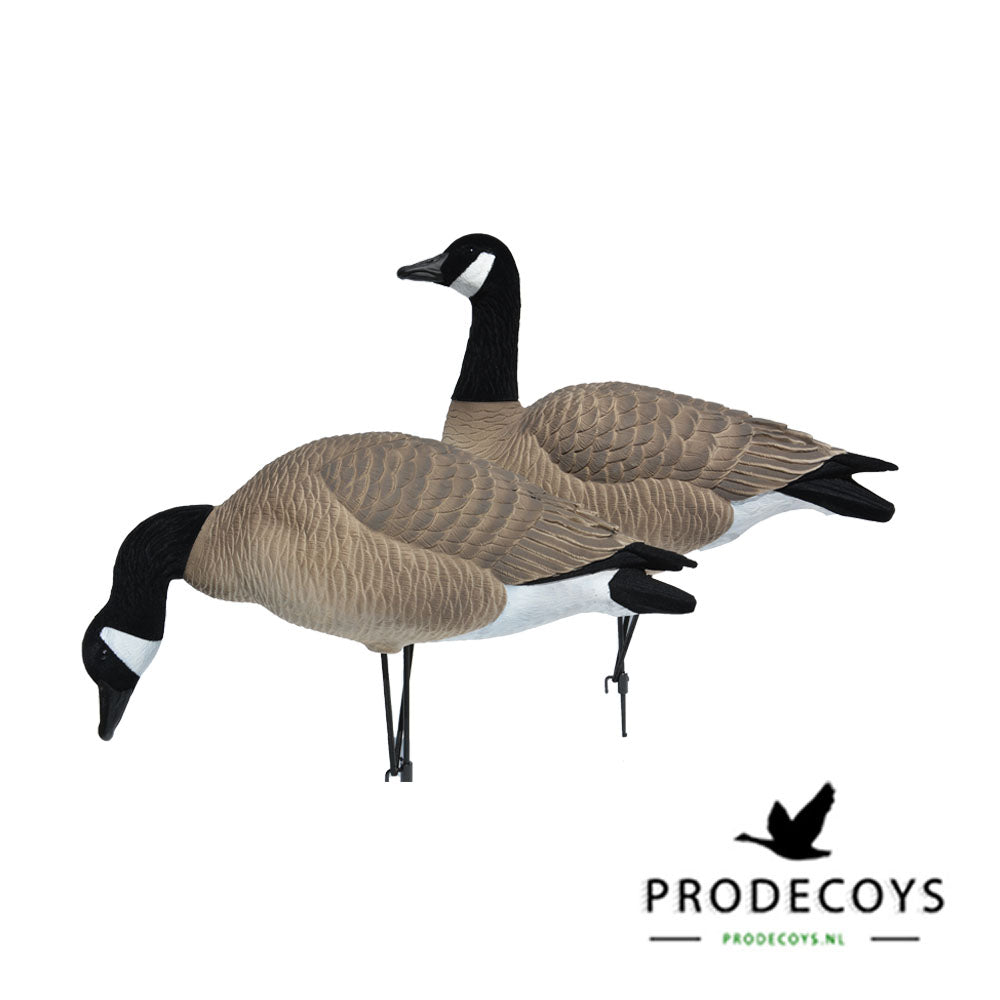 Elite Serie Kanada Lockgänse Set – 6 Lebensechte Gänseattrappen für Gänsejagd