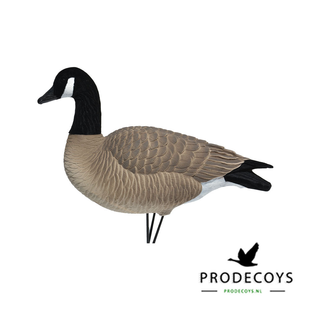 Elite Serie Kanada Lockgänse Set – 6 Lebensechte Gänseattrappen für Gänsejagd