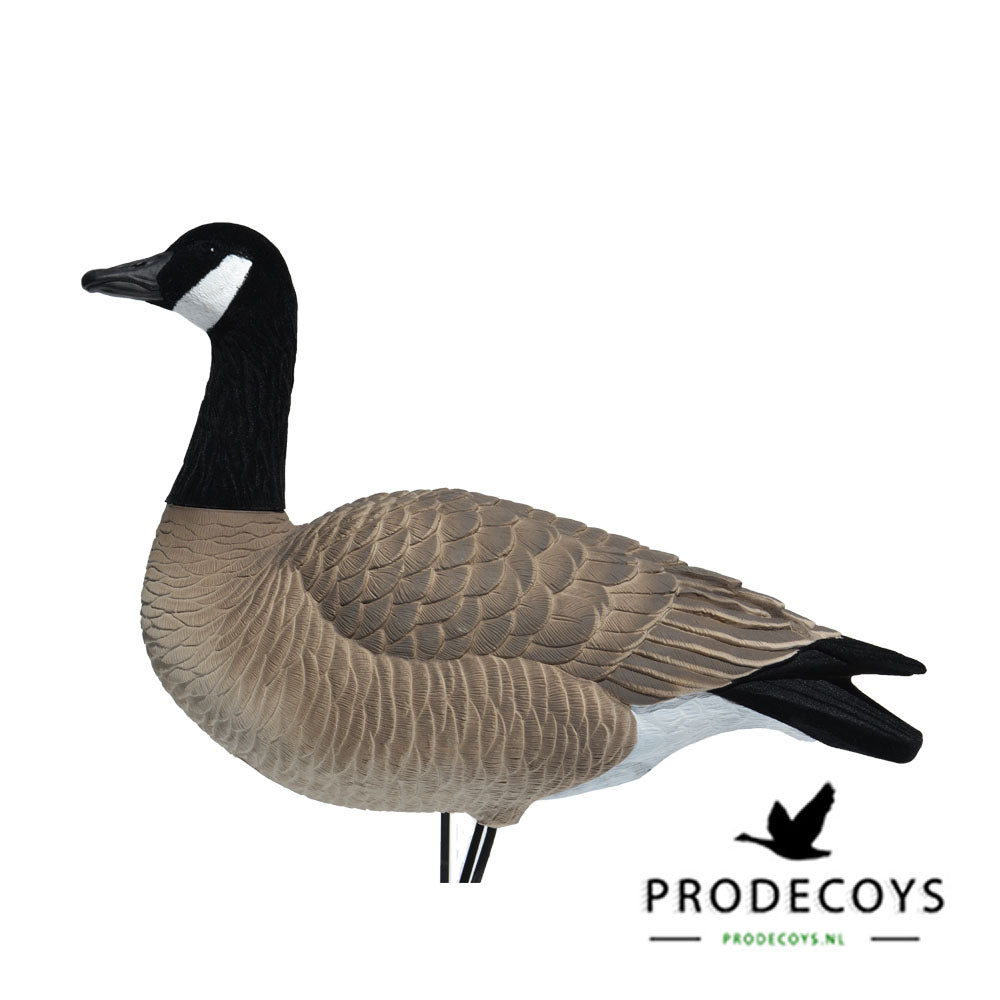 Elite Serie Kanada Lockgänse Set – 6 Lebensechte Gänseattrappen für Gänsejagd