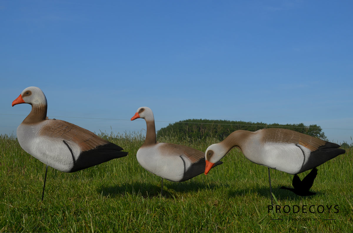 Premium Realistische Nilgans Lockgänse Harvester Pack 12 Stück Faltbar Leicht
