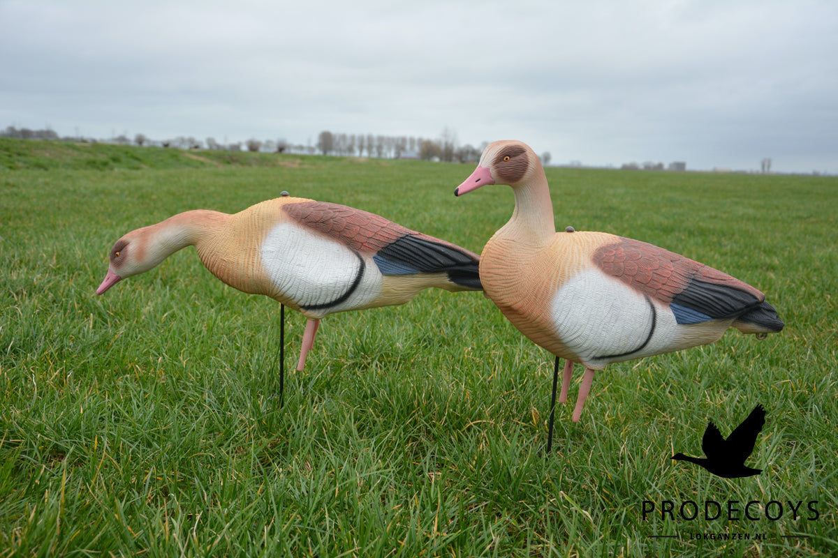 Premium Nilgans Lockgänse Set: 6 Ultra-Realistische Vollkörper für Erfolgreiche Jagd