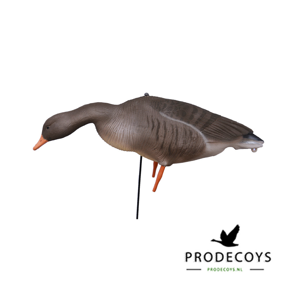 Realistische Graugans Vollkörper Lockgänse, 12er Set, beflockt, windbeweglich, robust