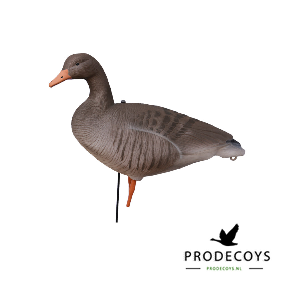 Realistische Graugans Vollkörper Lockgänse, 12er Set, beflockt, windbeweglich, robust