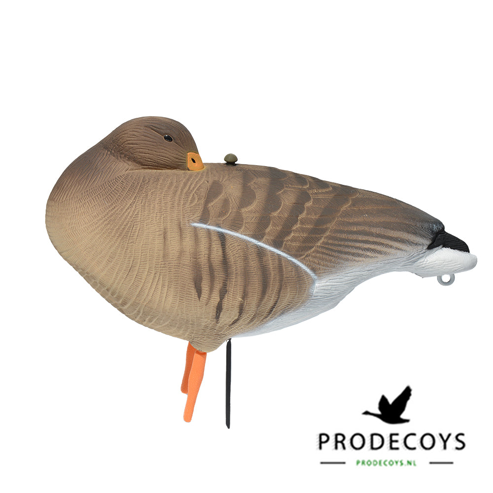 Realistisches Graugans Lockgänse Set – 6 Stück für Erfolgreiche Gänsejagd