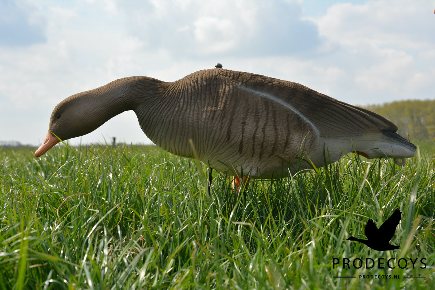 Realistische Graugans Vollkörper Lockgänse, 12er Set, beflockt, windbeweglich, robust