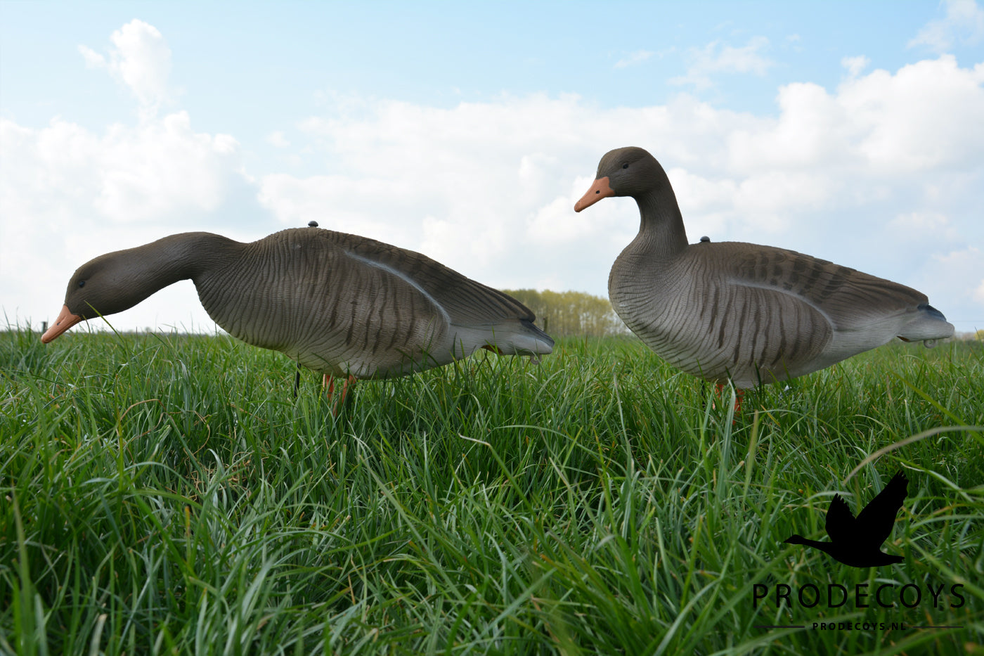 Realistisches beflocktes Graugans Lockvögel Set – 6 Stück für erfolgreiche Gänsejagd