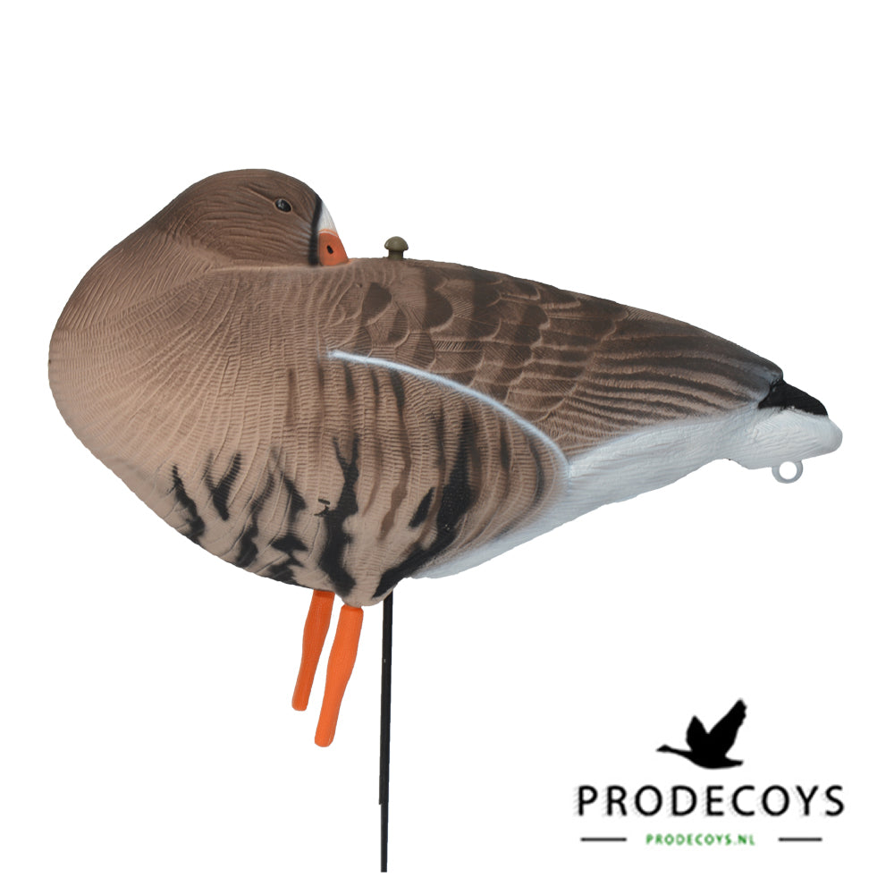 Realistische Blässgans Vollkörper Lockgänse Set – 12 Stück für erfolgreiche Jagd