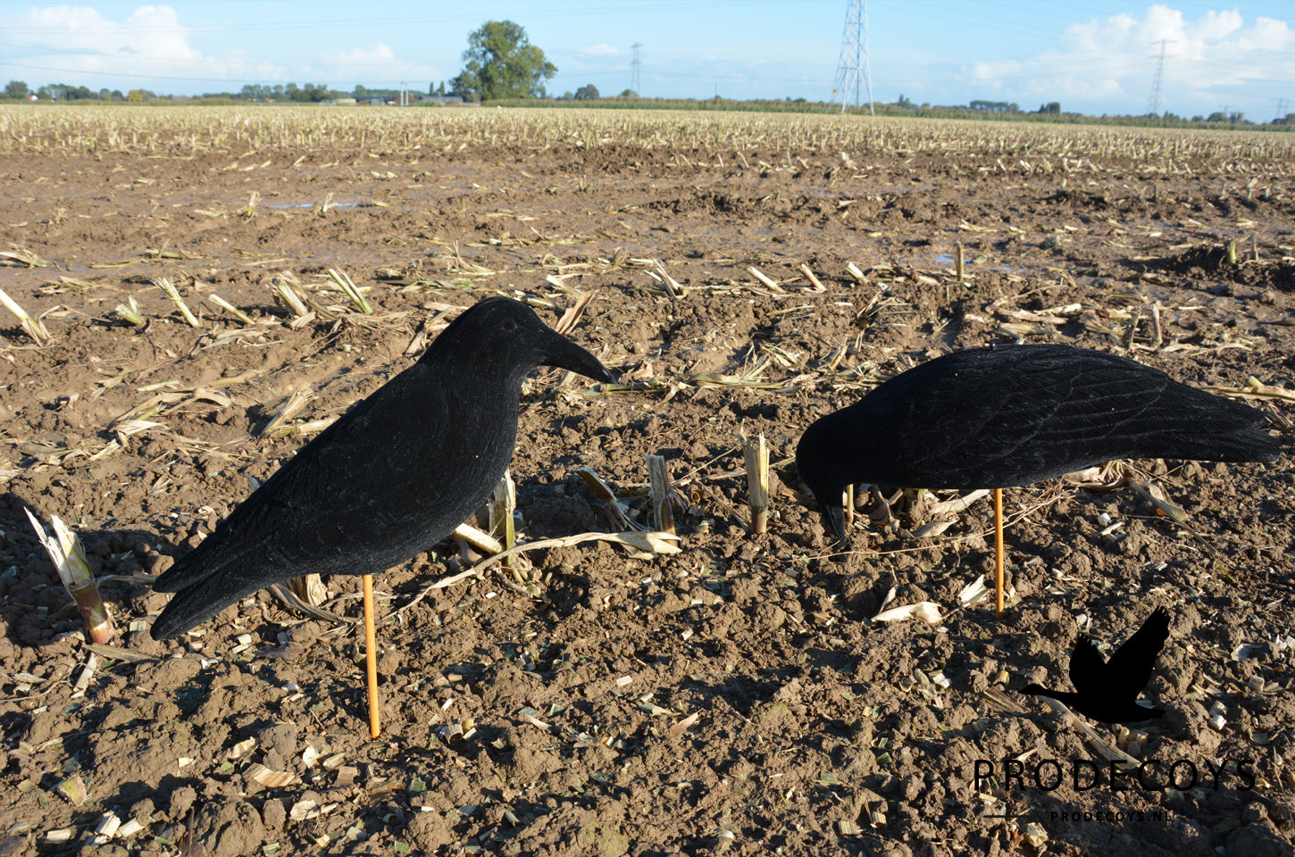 Magnum Beflockte Krähenlocker: Realistische Äsende Lockkrähe für effektive Jagd