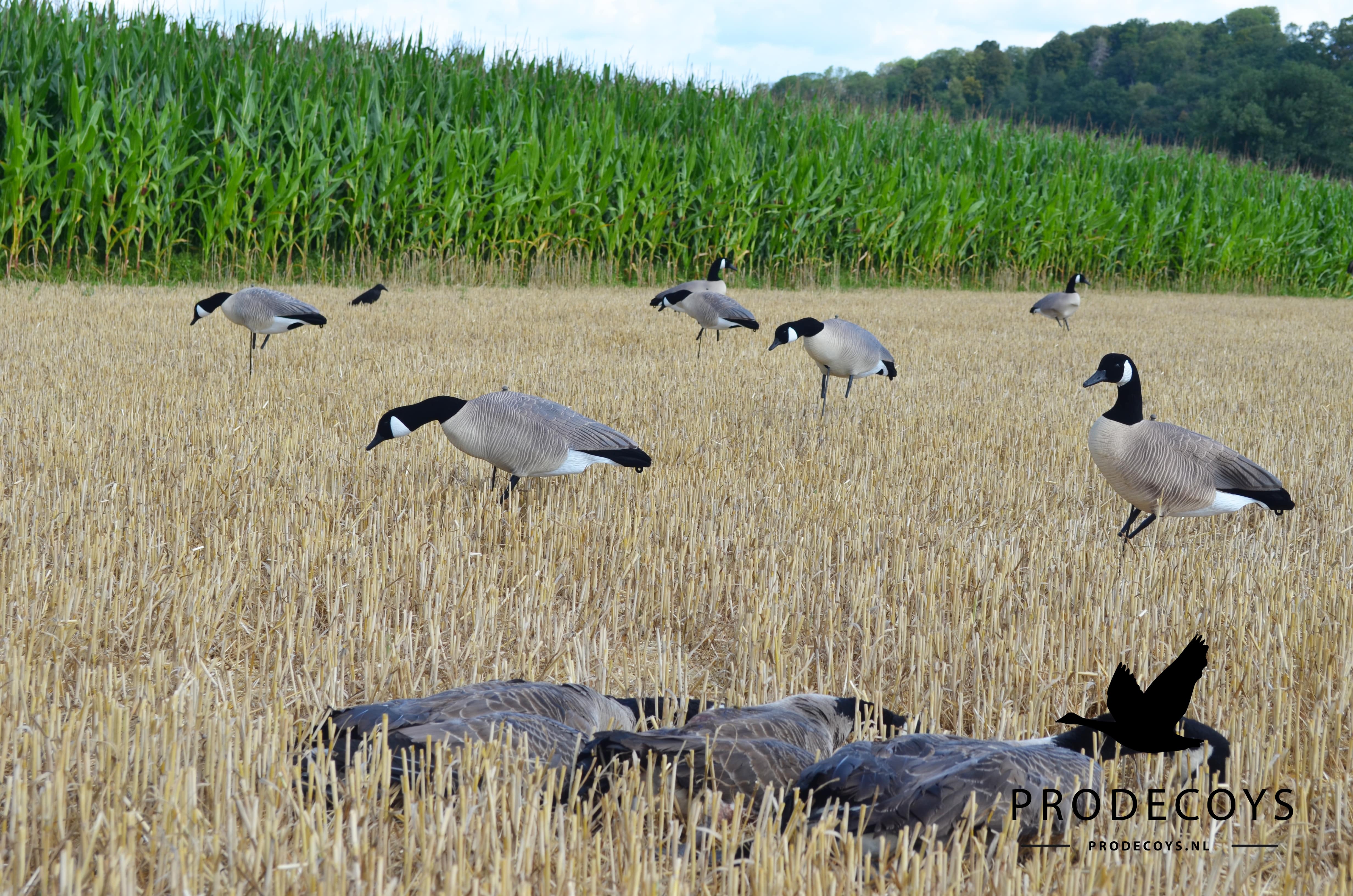 Realistische Kanadagans Lockgänse 6er Set Vollkörper Robust Windbeweglich Jagd Entenköder