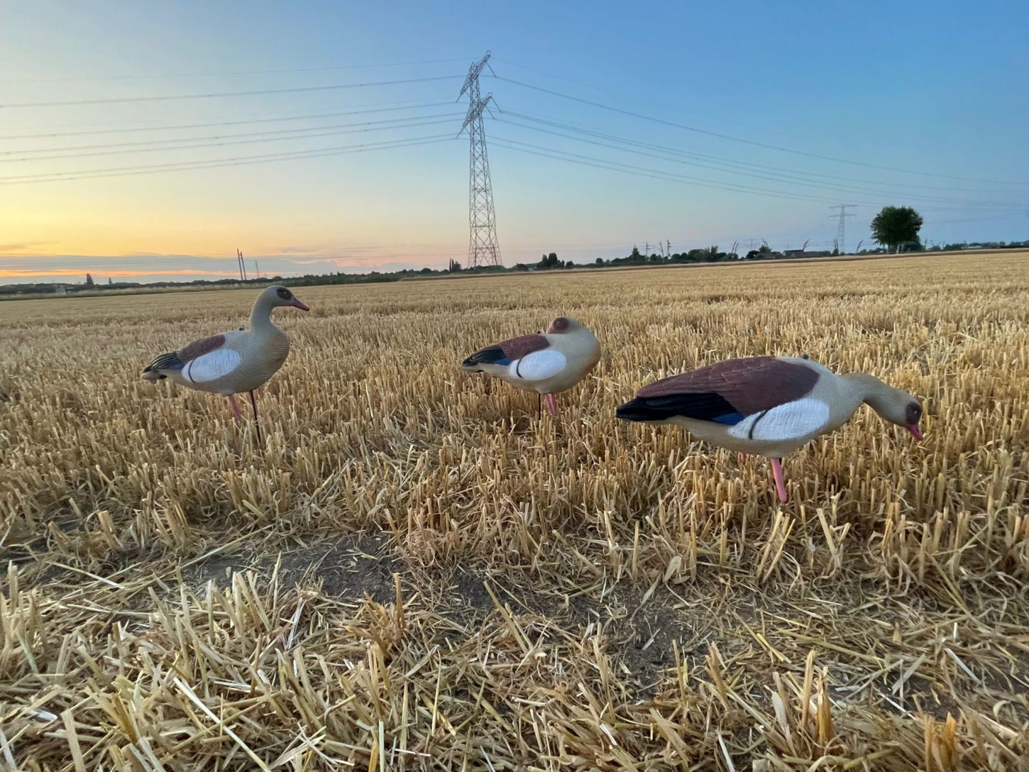 Premium Nilgans Lockgänse Set 12 Stück | Realistische Flugwild Attrappen für erfolgreiche Jagd