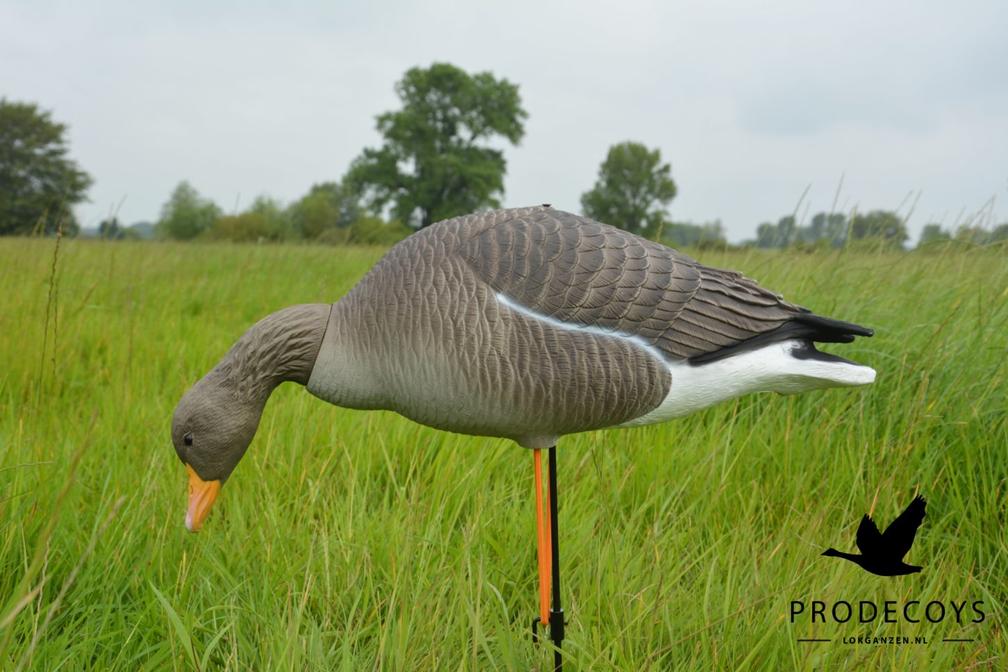 Prodecoys Elite Serie Graugans Lockgänse Set – 6 naturgetreue Lockvögel mit Tasche
