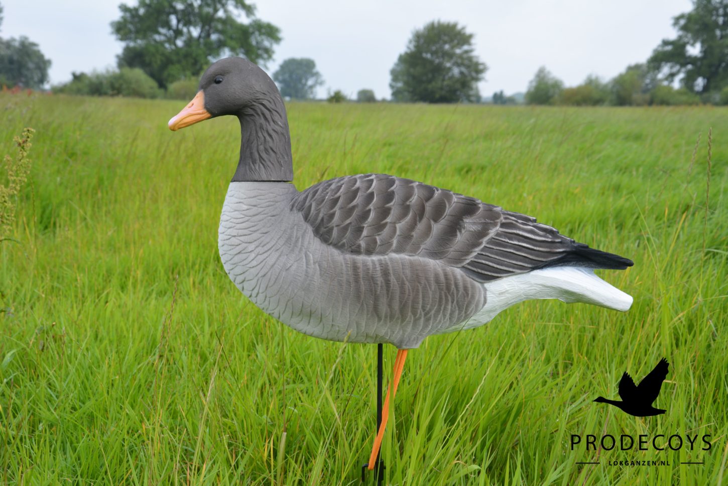 Elite Graugans Lockvögel Set: 6 beflockte, realistische Gänse für erfolgreiche Jagd