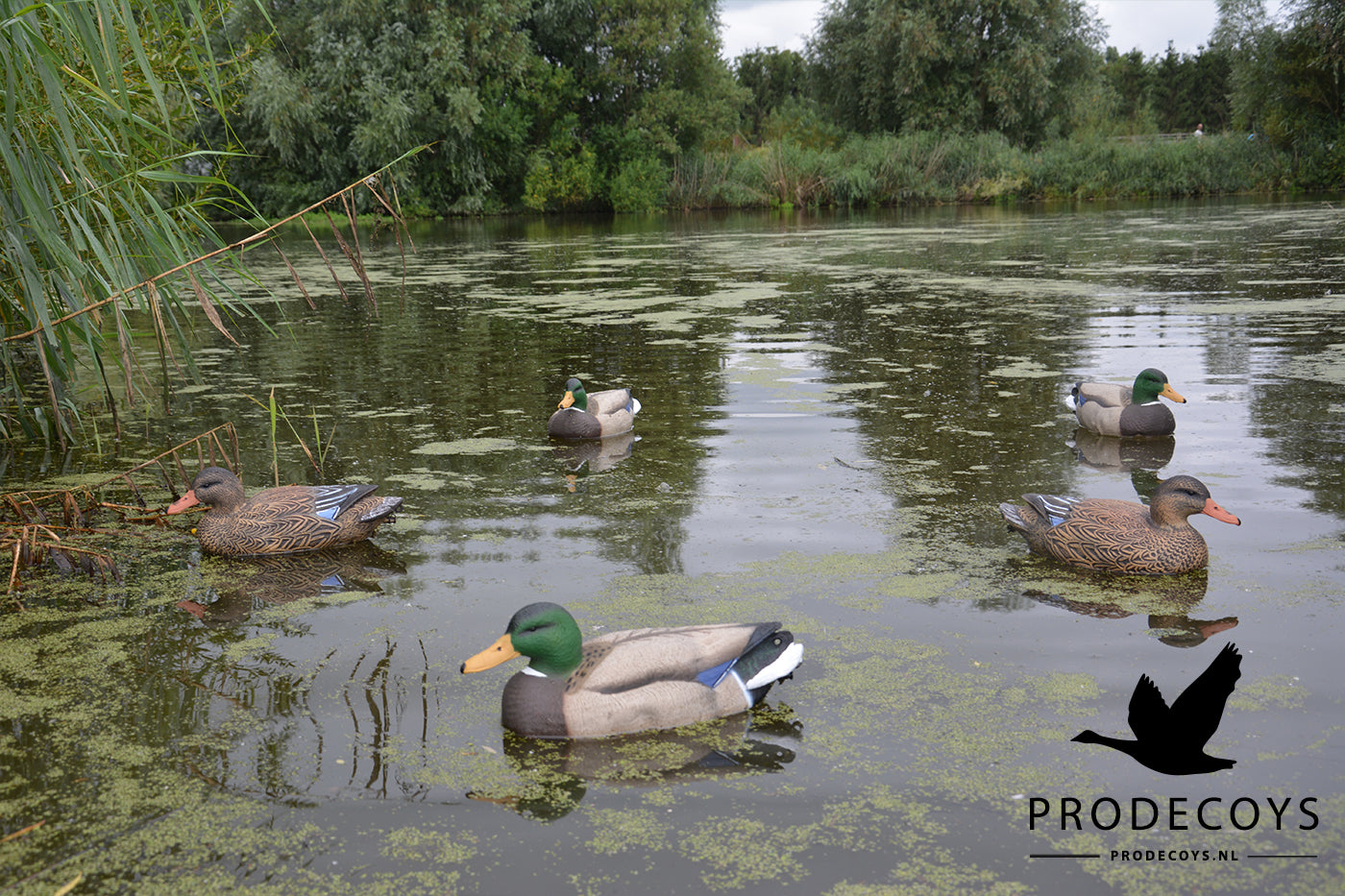 Realistische Vollkörper Schwimmenten Lockvögel Set 6 Stück für Entenjagd 41cm