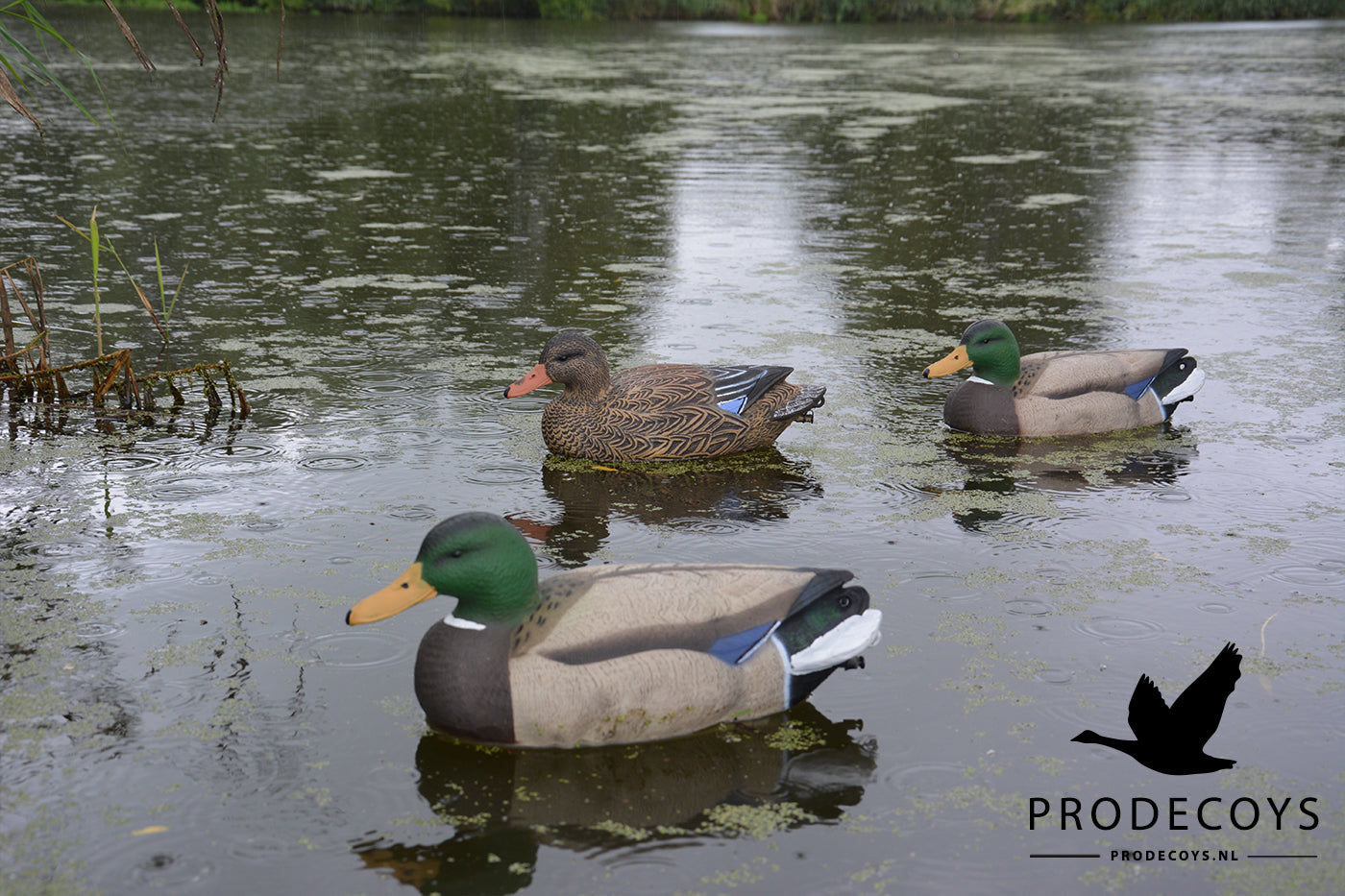 Realistische Vollkörper Schwimmenten Lockvögel Set 6 Stück für Entenjagd 41cm