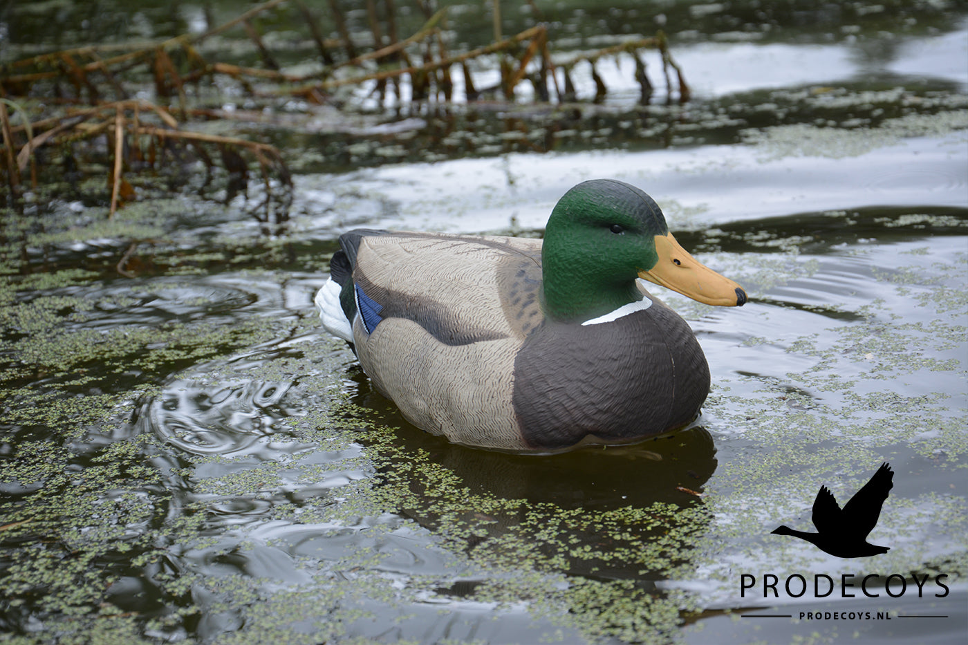 Realistische Vollkörper Schwimmenten Lockvögel Set 6 Stück für Entenjagd 41cm