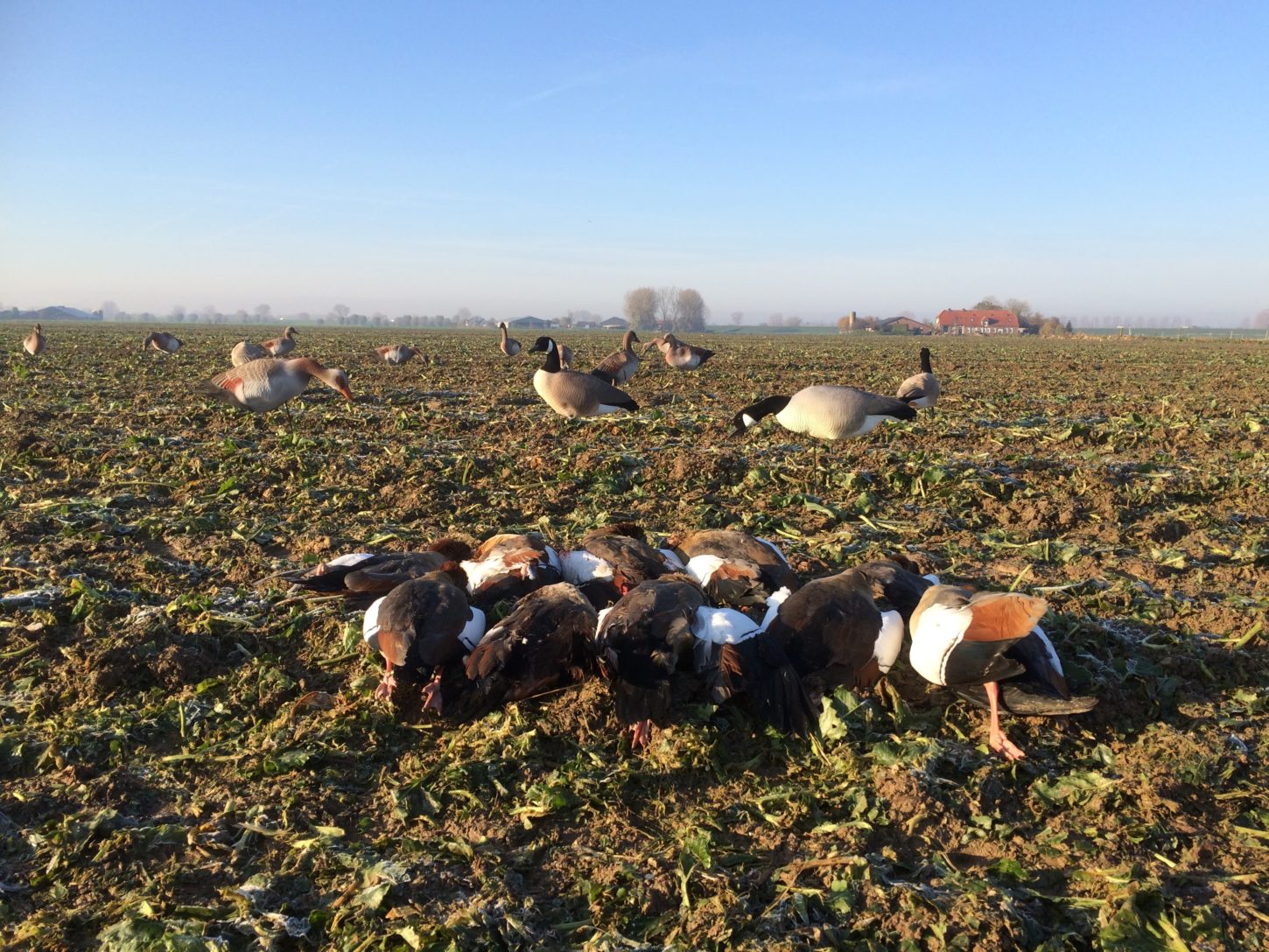 Realistische Nilgans Vollkörper Lockgänse Set – Robust, Detailreich, Windbewegt für Erfolgreiche Jagd