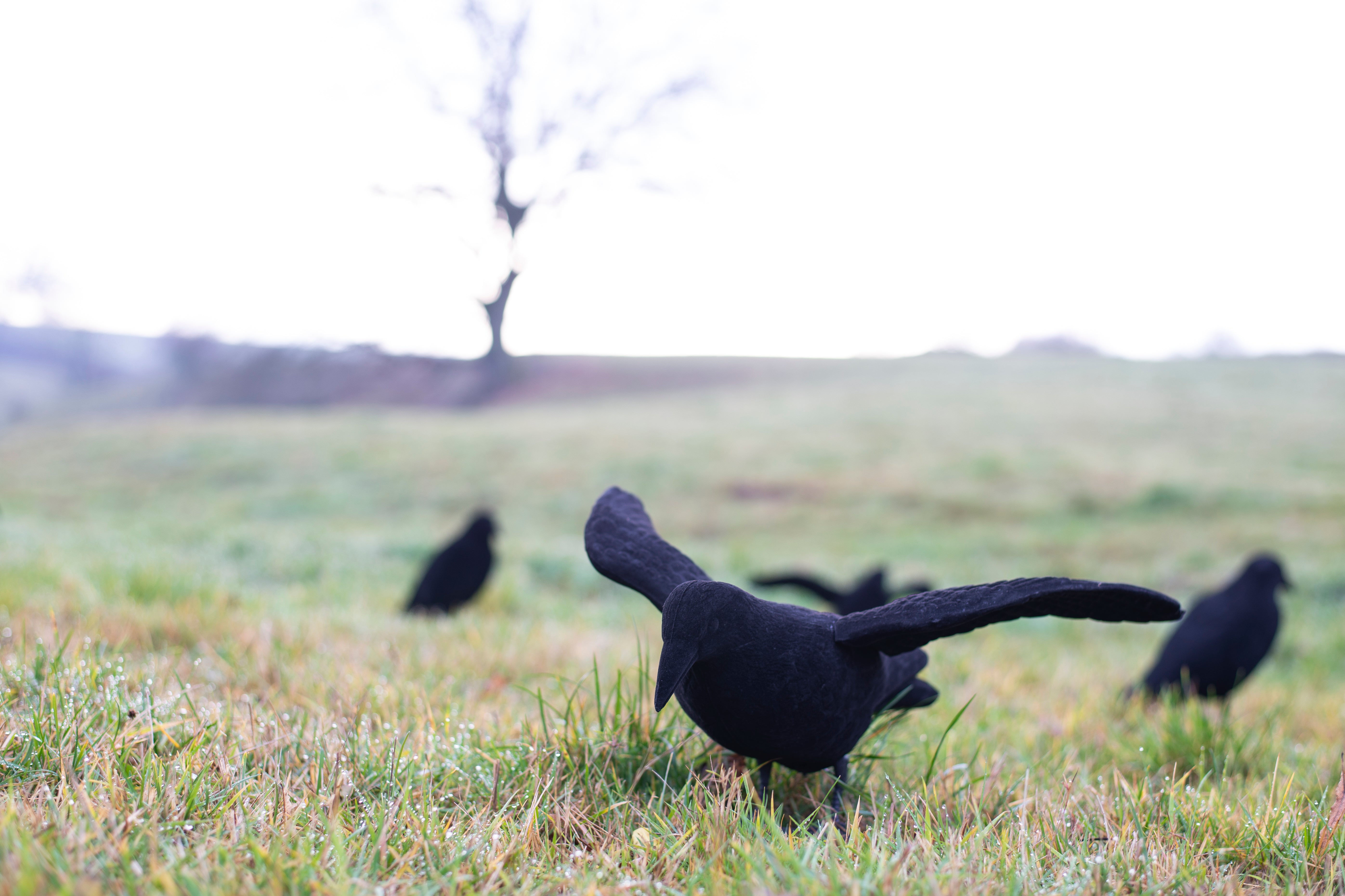 Realistische beflockte Lockkrähe mit Flügeln für die erfolgreiche Krähenjagd
