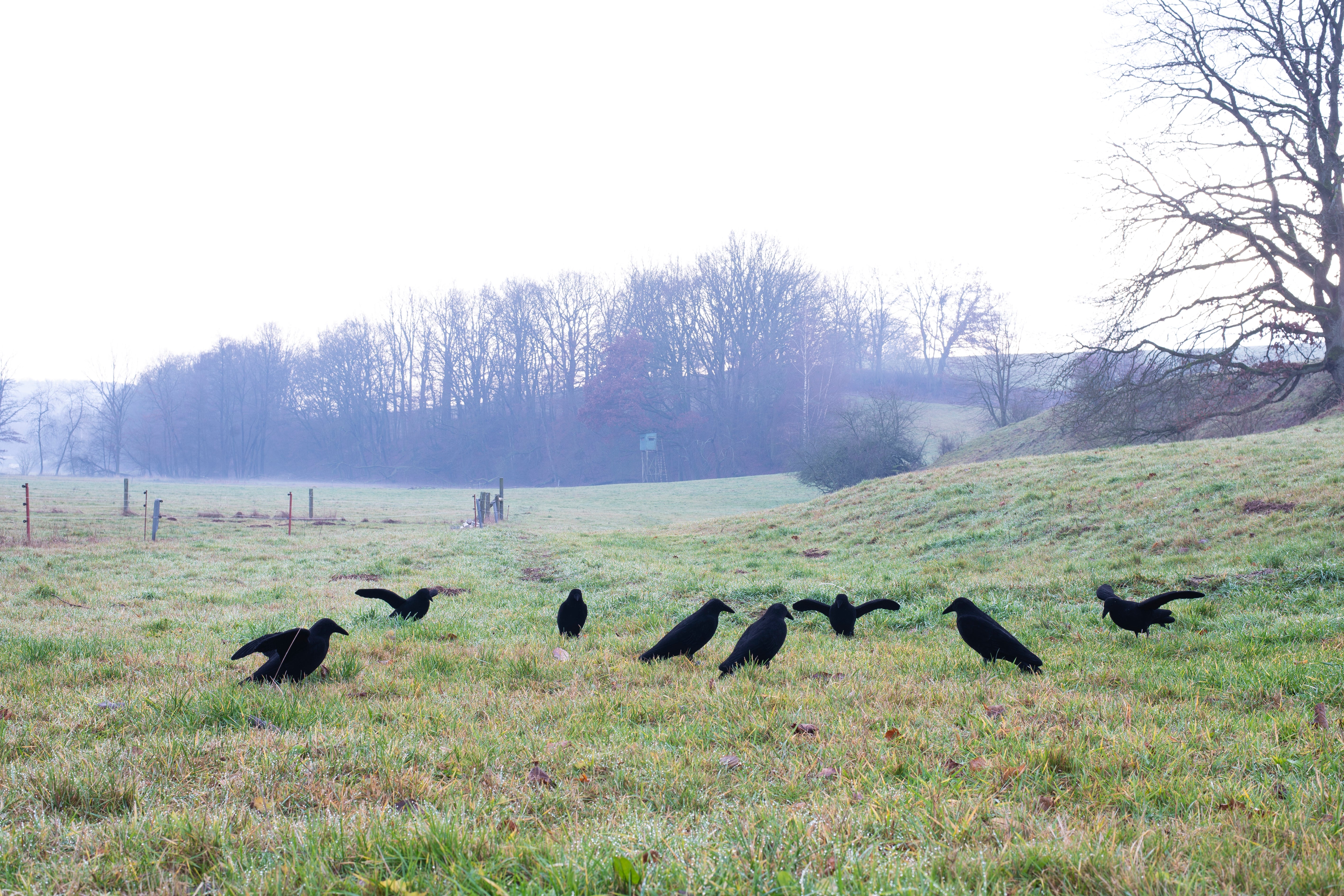 Realistische beflockte Lockkrähe mit Flügeln für die erfolgreiche Krähenjagd