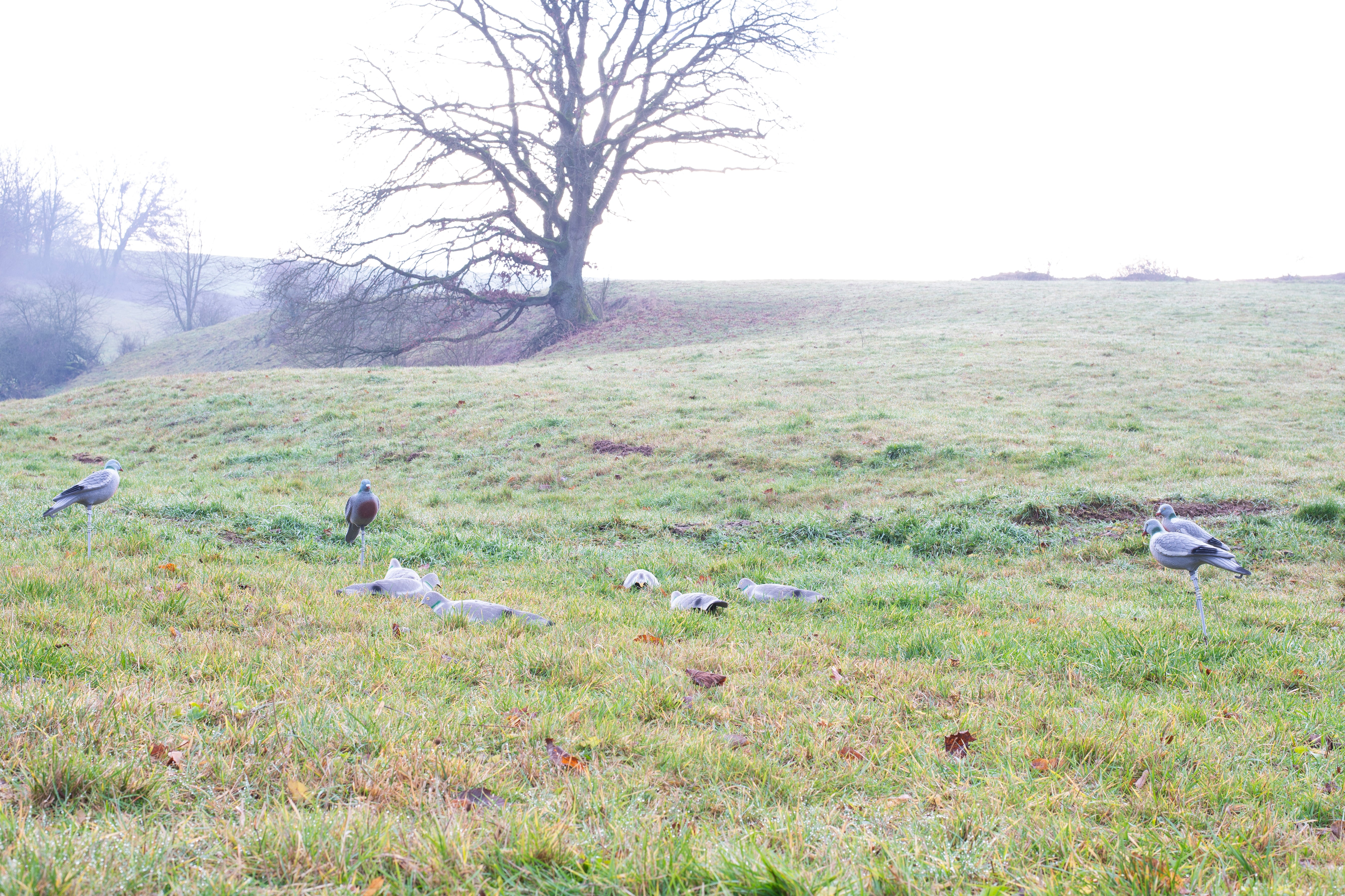 Beflockte Tauben-Halbschale für Lockjagd inkl. Erdspieß für realistische Bewegung