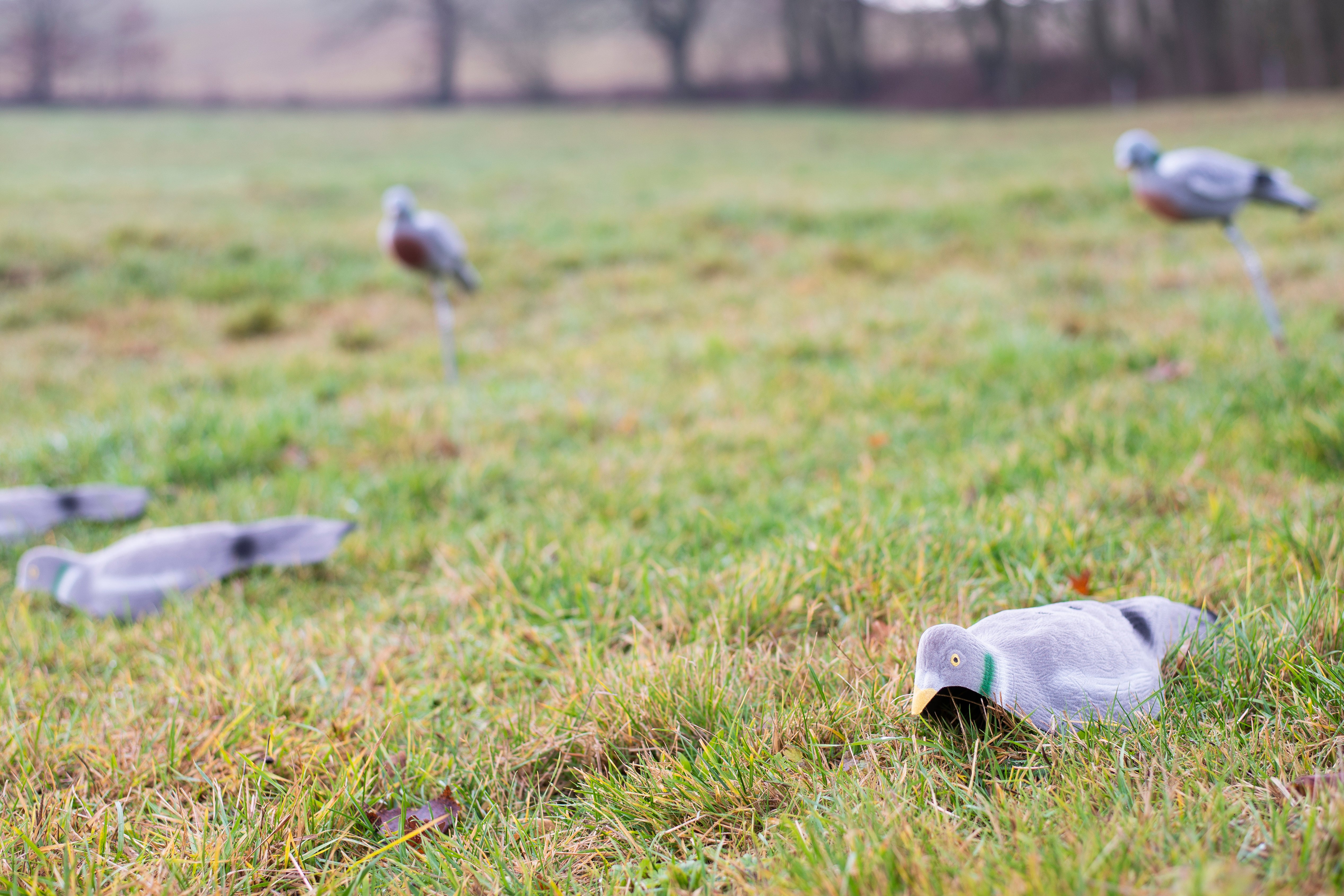 Beflockte Tauben-Halbschale für Lockjagd inkl. Erdspieß für realistische Bewegung